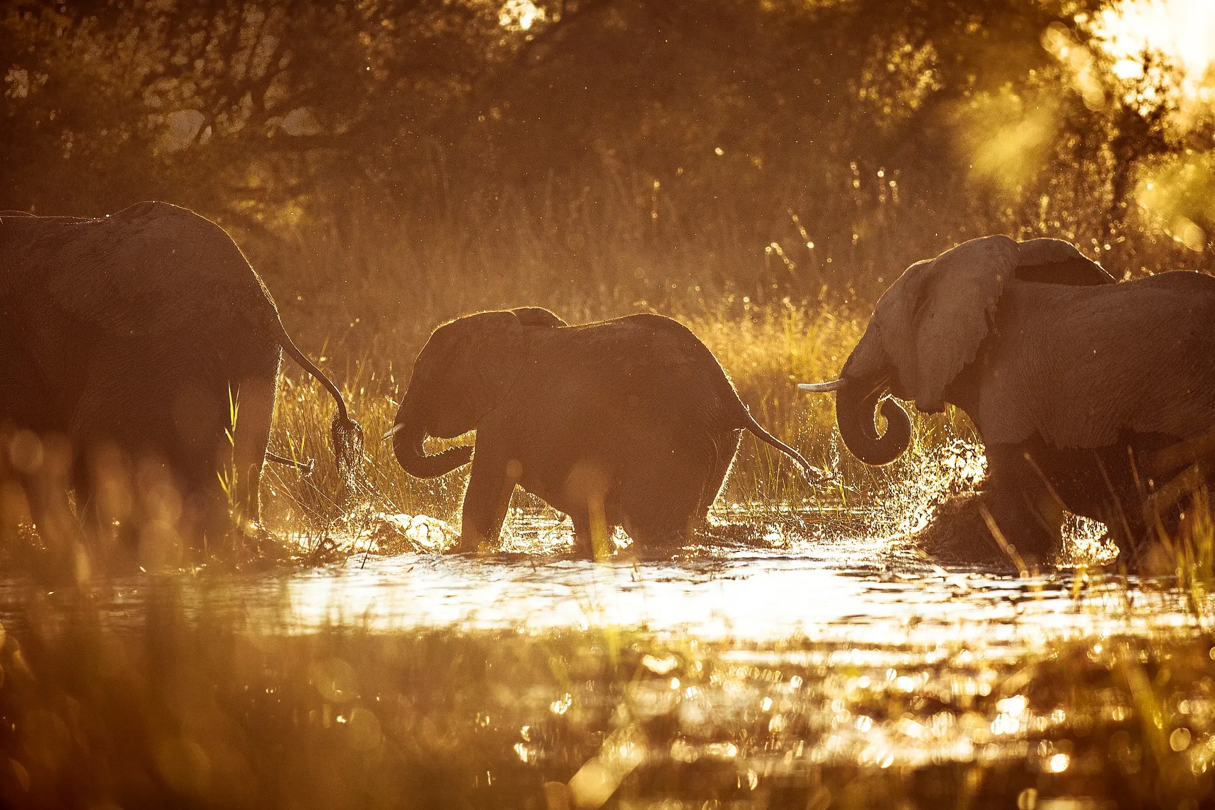 Eine Elefantenfamilie mit Jungtier durchquert bei Sonnenuntergang einen Fluss im Hwange-Nationalpark in Simbabwe.