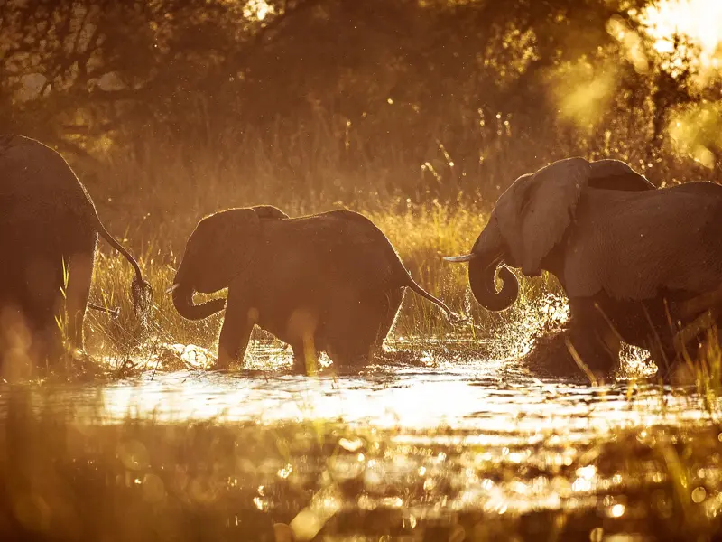 Eine Elefantenfamilie mit Jungtier durchquert bei Sonnenuntergang einen Fluss im Hwange-Nationalpark in Simbabwe.