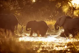 Eine Elefantenfamilie mit Jungtier durchquert bei Sonnenuntergang einen Fluss im Hwange-Nationalpark in Simbabwe.