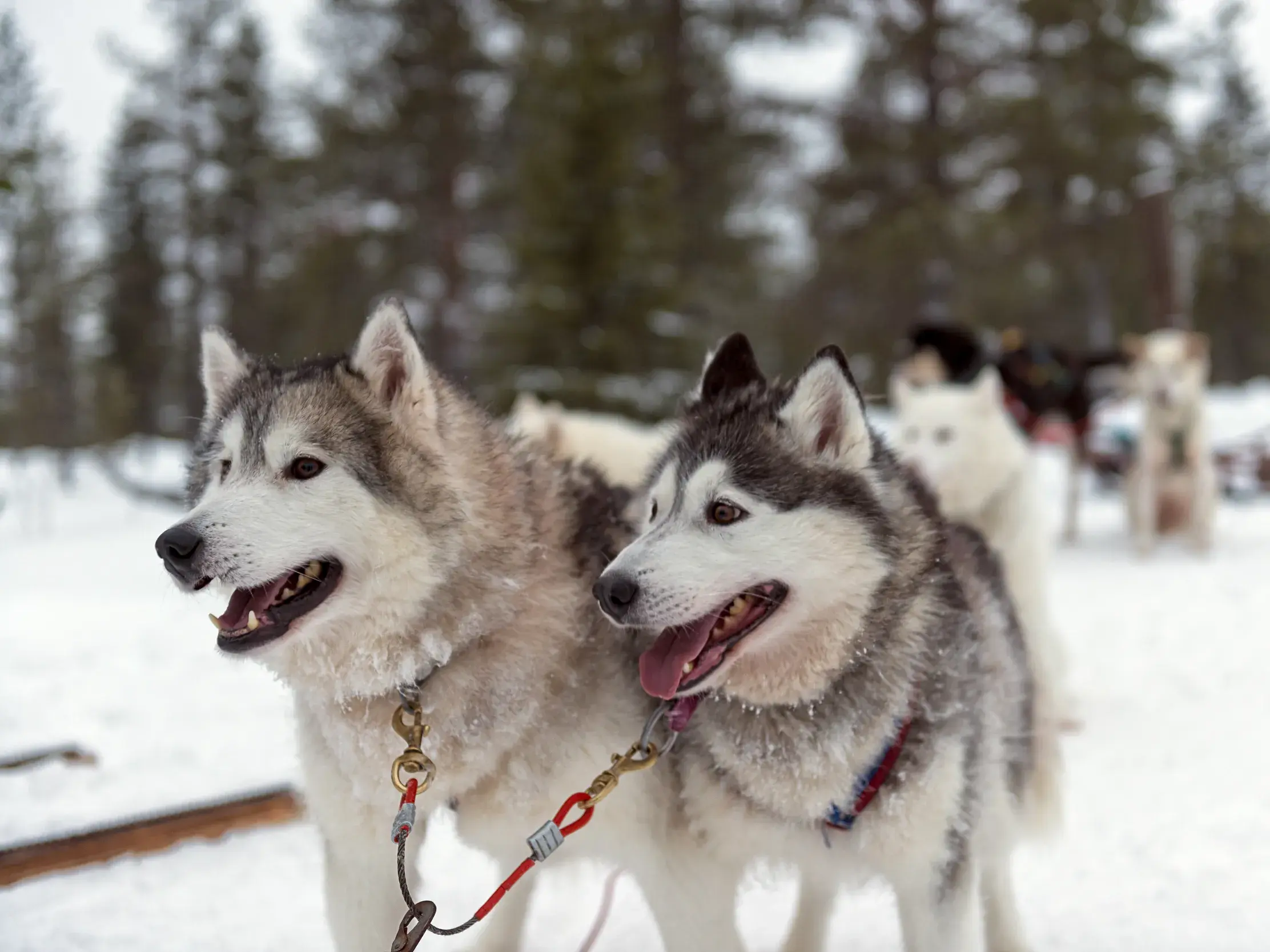 Besuch auf einer Huskyfarm in Lappland: Zwei angeleinte Huskys im Schnee