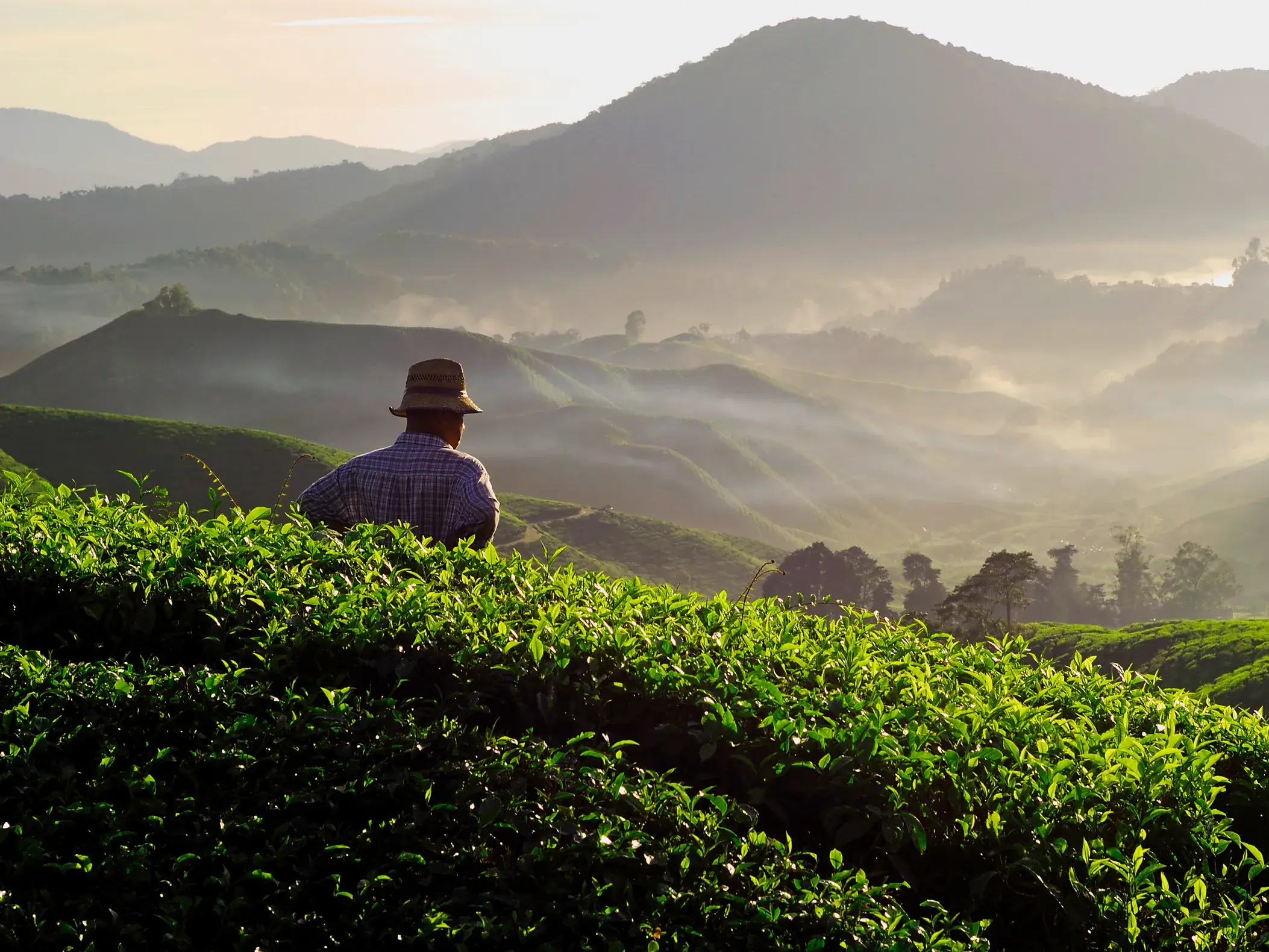 Ein Mann mit Hut blickt im Morgenlicht über die nebligen, grünen Teeplantagen der Cameron Highlands in Malaysia.