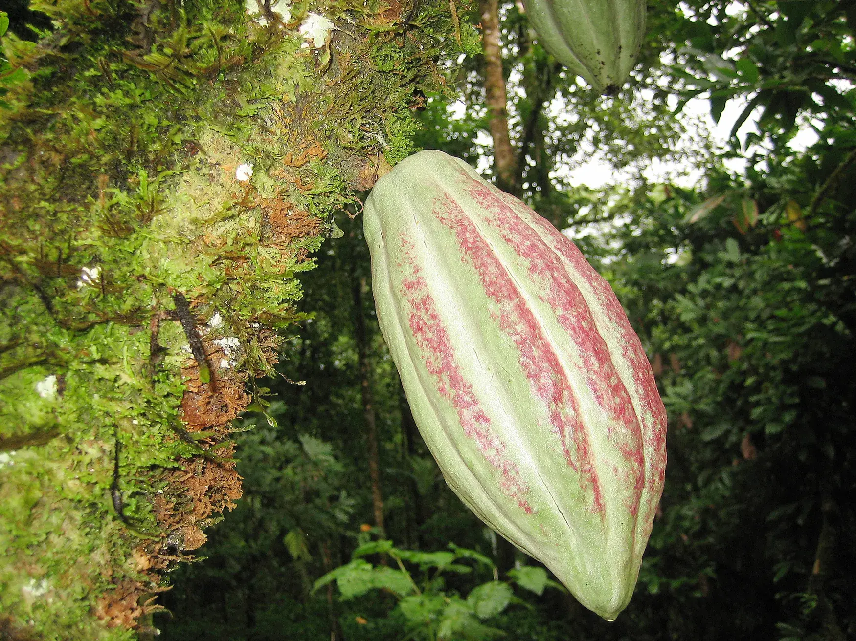 Eine grün-rot gestreifte Kakaofrucht wächst direkt an einem moosbewachsenen Baumstamm im tropischen Regenwald Costa Ricas.