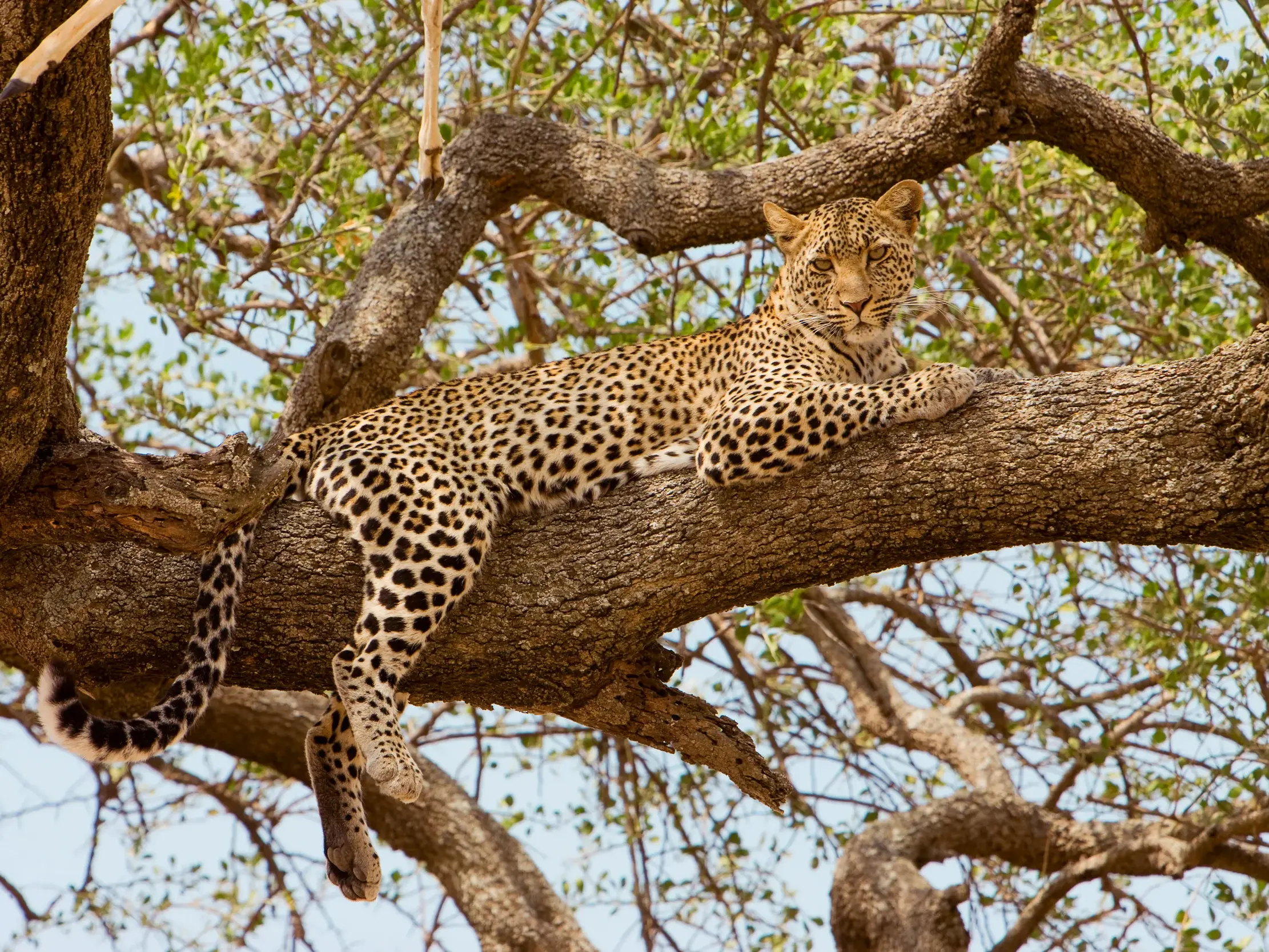 Ein Leopard, Teil der Big Five, liegt auf einem dicken Ast in der Serengeti und schaut aufmerksam in die Kamera.