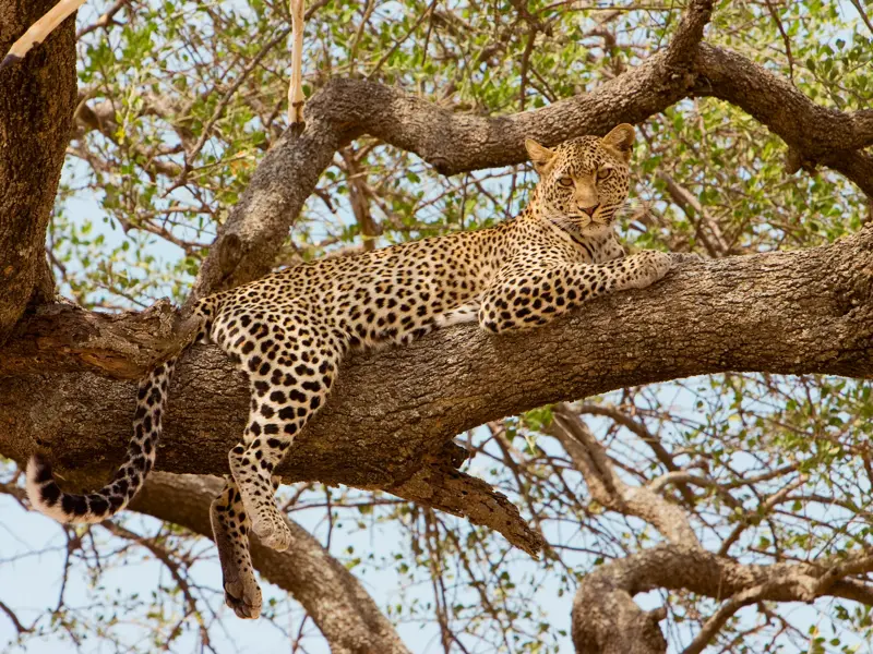 Ein Leopard, Teil der Big Five, liegt auf einem dicken Ast in der Serengeti und schaut aufmerksam in die Kamera.
