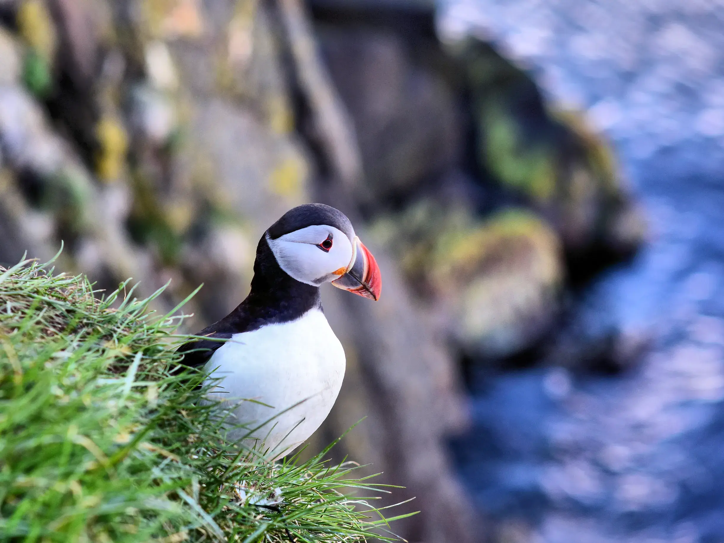 Ein Papageitaucher mit seinem markanten bunten Schnabel sitzt auf einer grasbewachsenen Klippe in den Ostfjorden Islands.