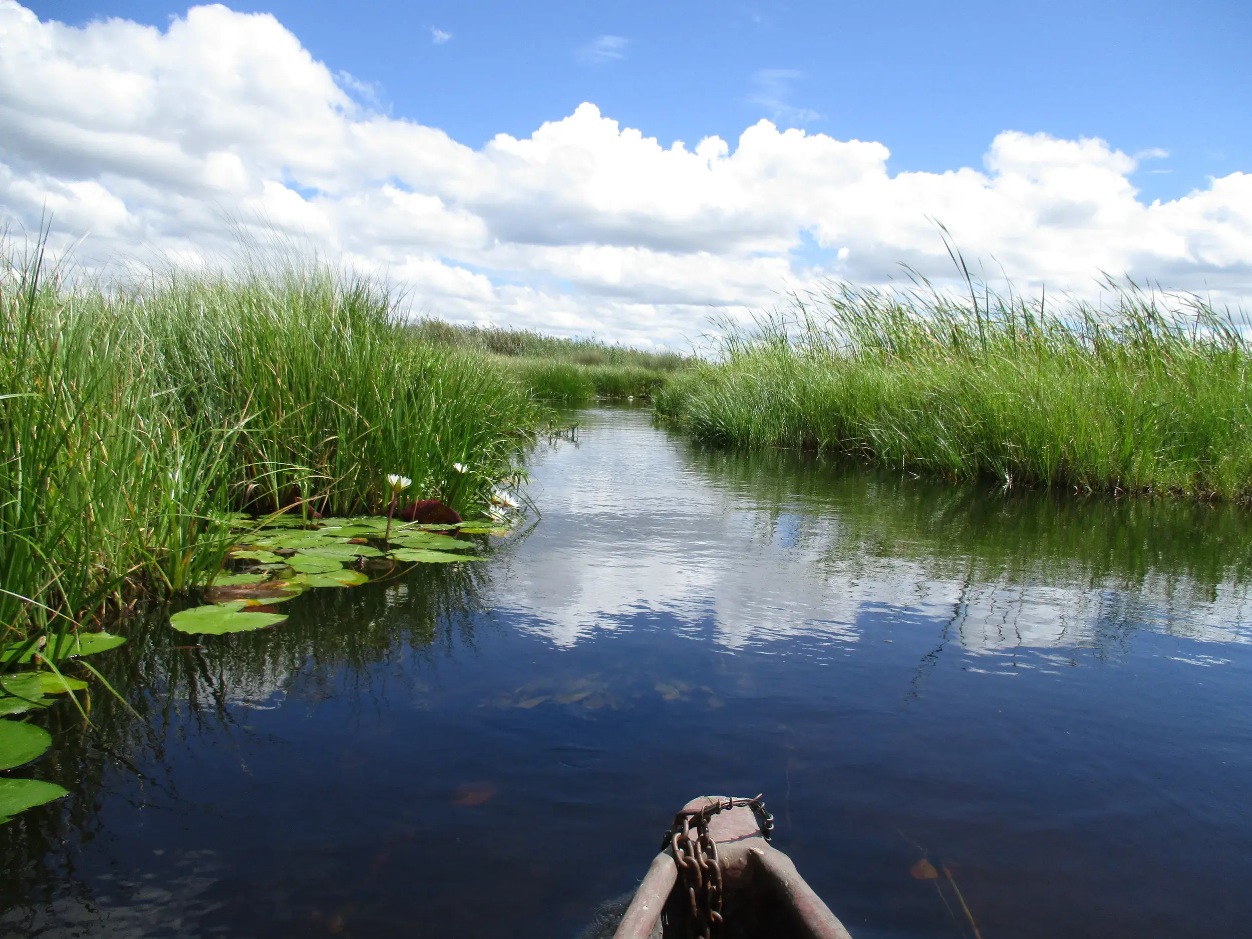 Blick von der Spitze eines Mokoro-Kanus auf einen schmalen Wasserweg im Okavango Delta mit hohem Schilf und Seerosen.
