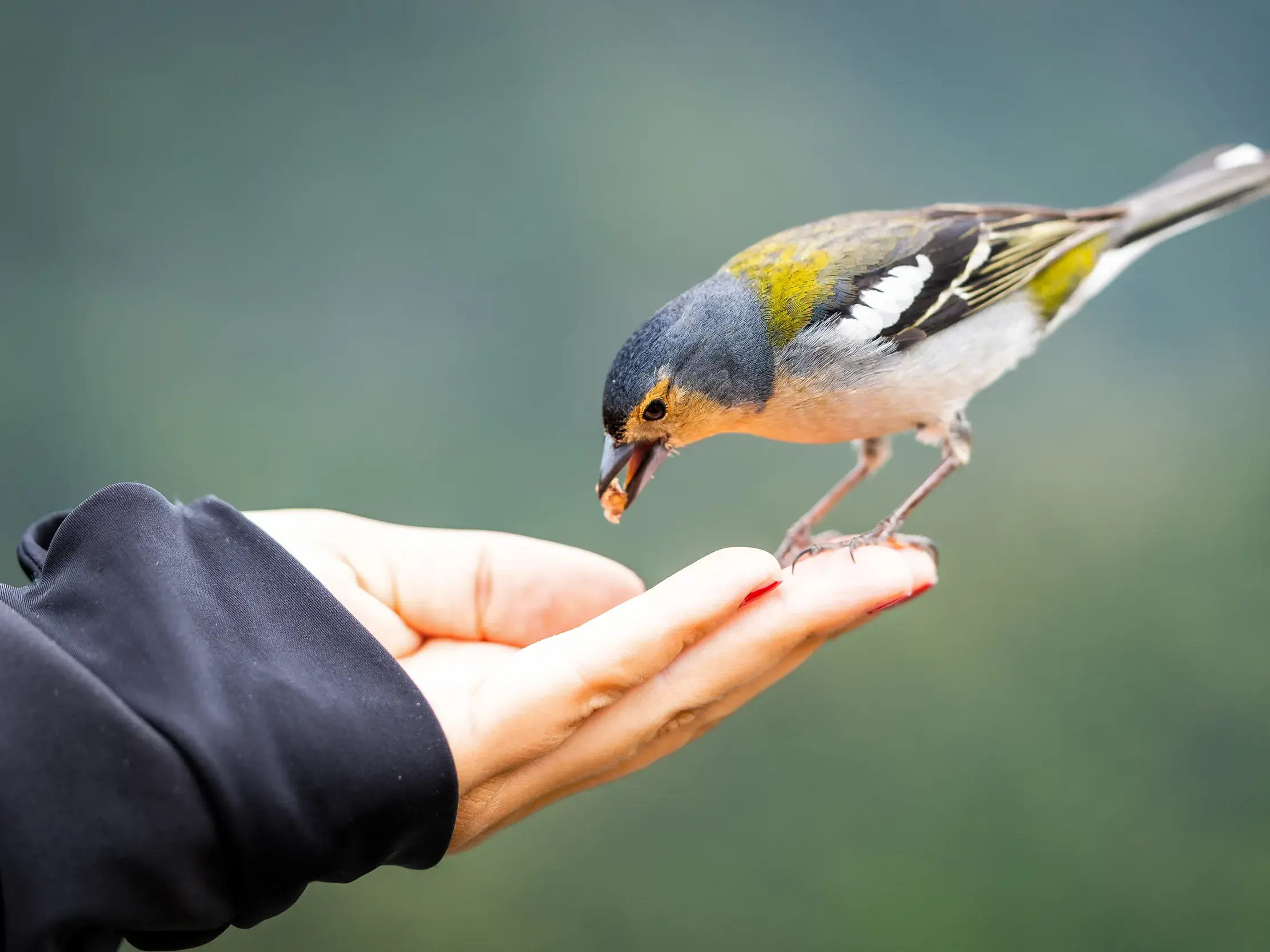 Ein zutraulicher, endemischer Buchfink frisst ein Korn aus einer Hand im Forstpark Ribeiro Frio auf Madeira.