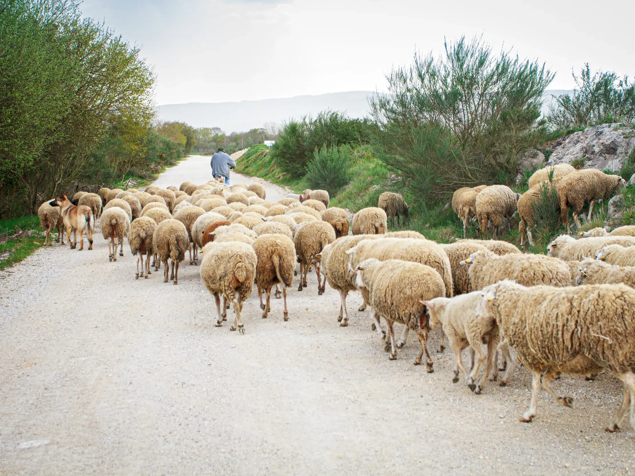 Ein Schäfer führt seine große Schafherde einen Feldweg entlang durch die grüne, hügelige Landschaft Galiciens.