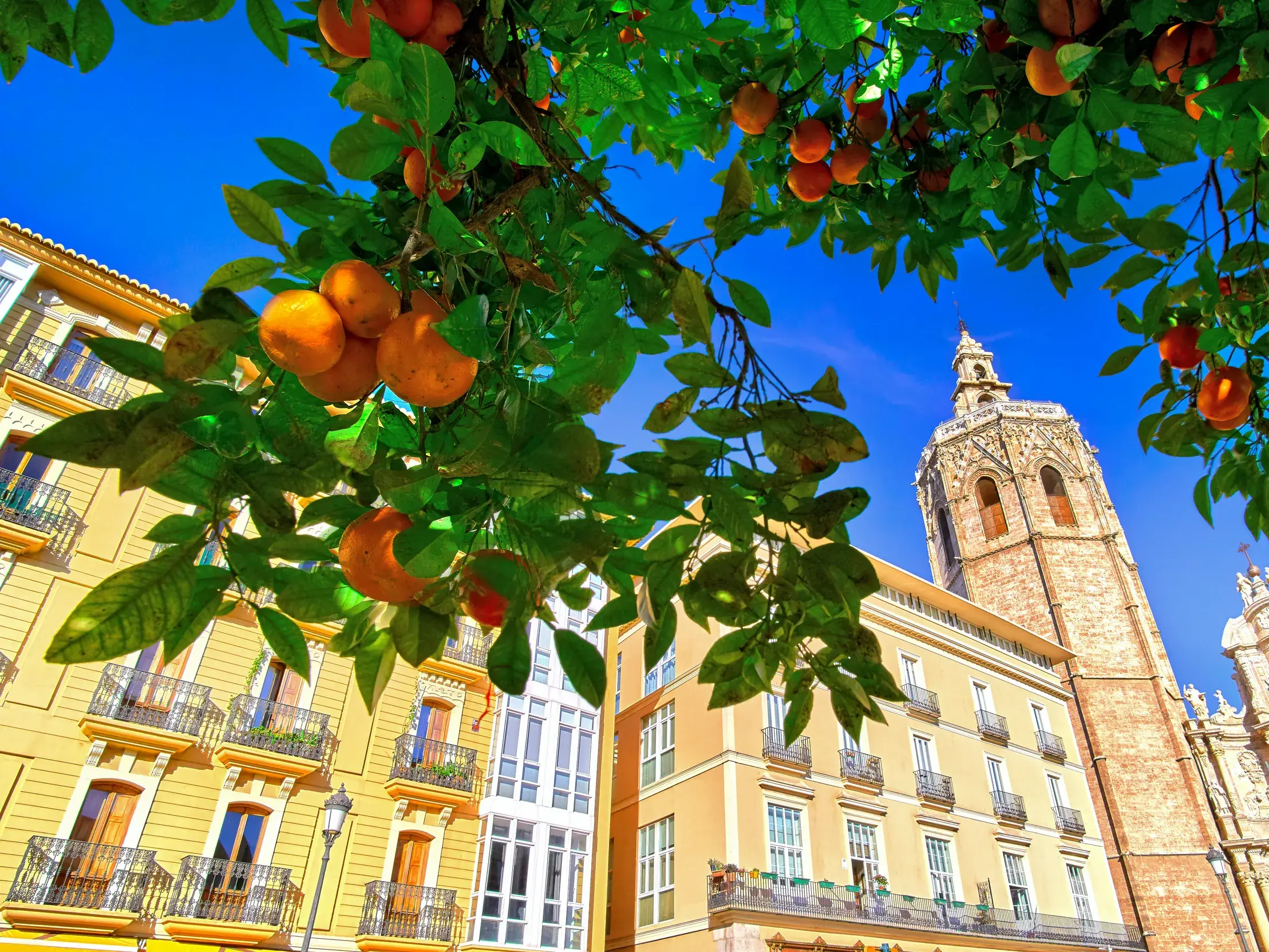 Üppige Orangenbaum-Äste im Vordergrund, dahinter der Turm der Kathedrale von Valencia und Altstadthäuser bei blauem Himmel.