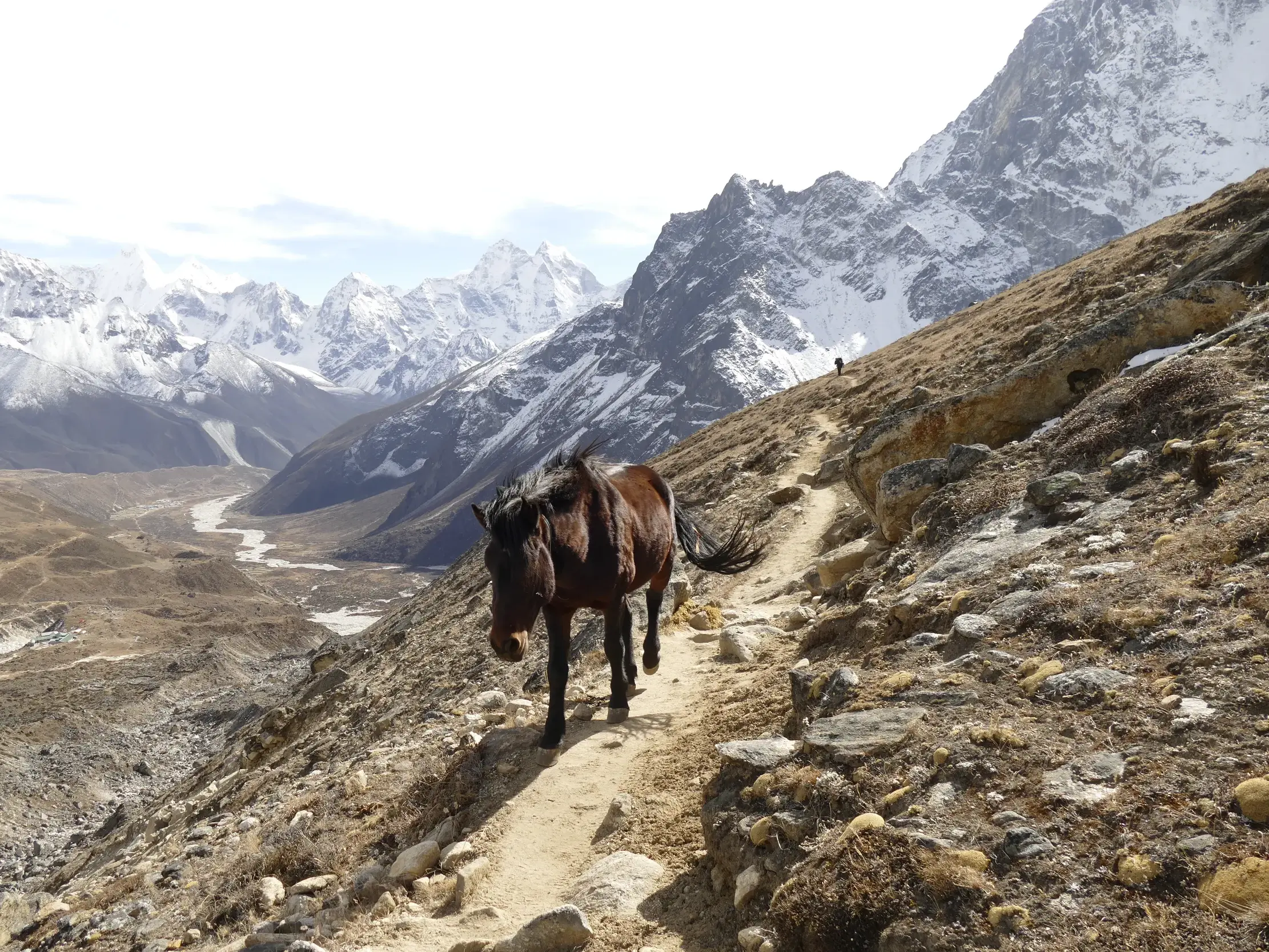 Ein Maultier geht auf einem schmalen Bergpfad in der Khumbu-Region in Nepal, im Hintergrund die schneebedeckten Gipfel des Himalaya.