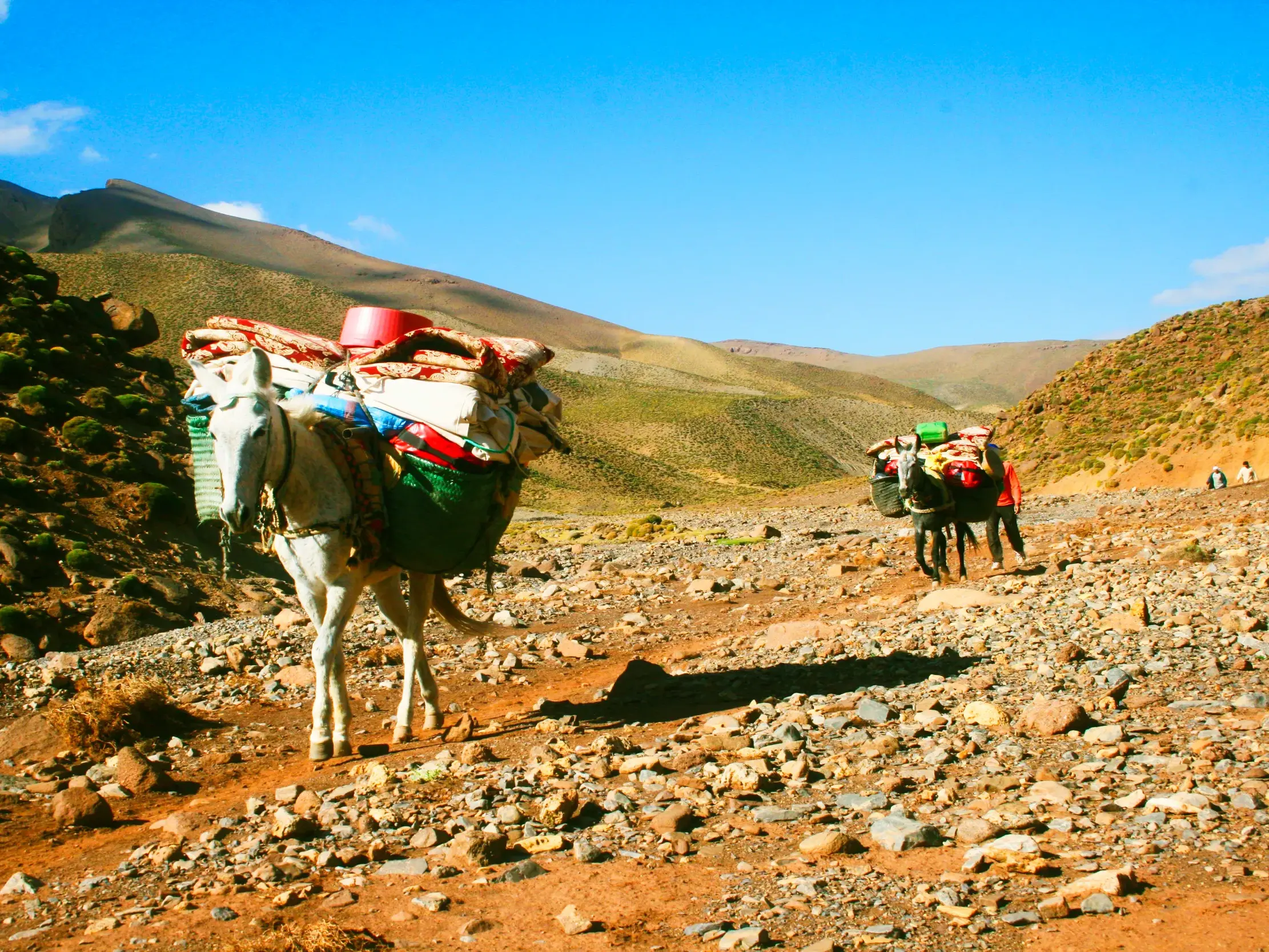 Beladene Mulis der Begleitmannschaft auf einem steinigen Pfad beim Trekking im marokkanischen Hohen Atlas.