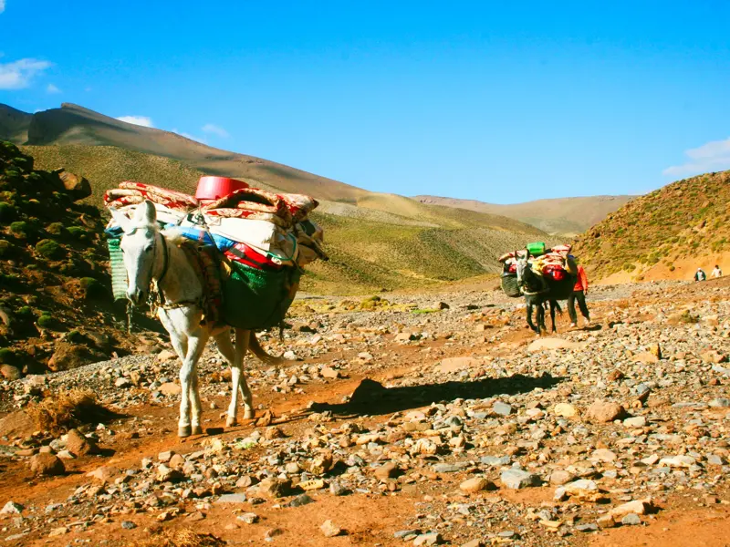 Beladene Mulis der Begleitmannschaft auf einem steinigen Pfad beim Trekking im marokkanischen Hohen Atlas.