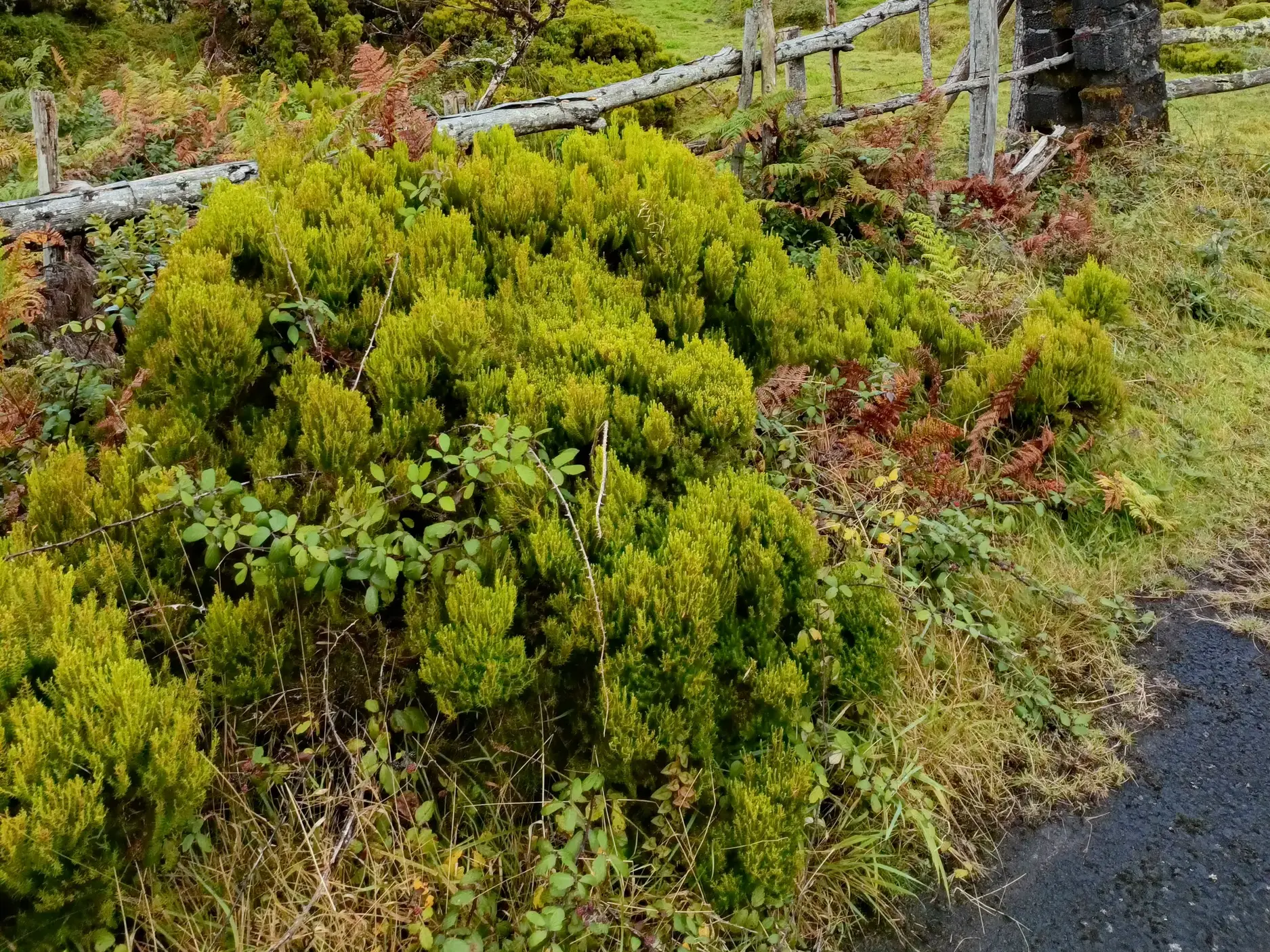 Üppige, leuchtend grüne Vegetation mit endemischen Pflanzen und Farnen am Wegesrand einer Wanderung auf den Azoren.