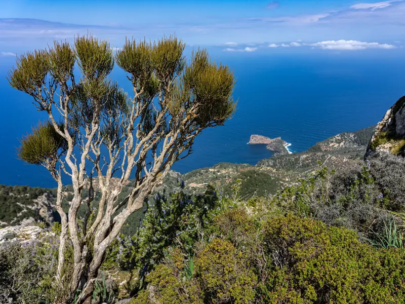 Knorrige Kiefer am Wanderweg GR221 in der Serra de Tramuntana mit Panoramablick auf Mallorcas felsige Steilküste.