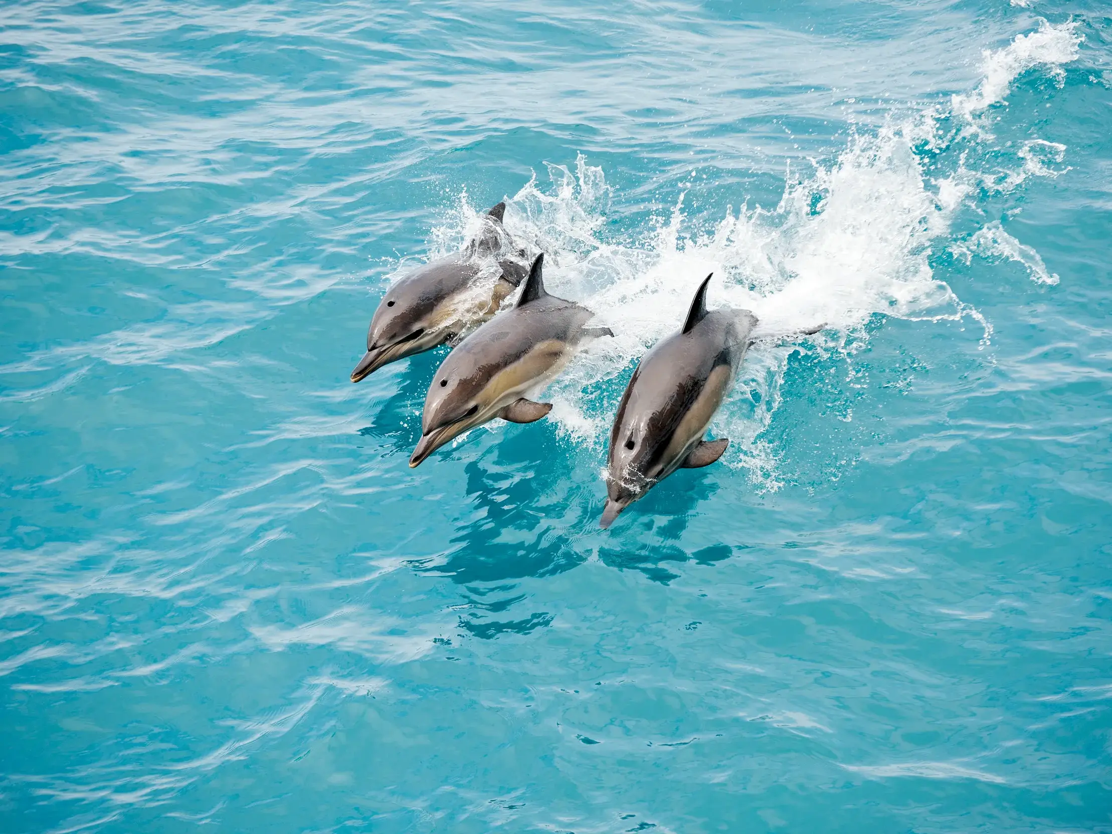 Drei verspielte Delfine springen bei einer Segelreise durch die Kleinen Antillen aus dem türkisblauen Meer.