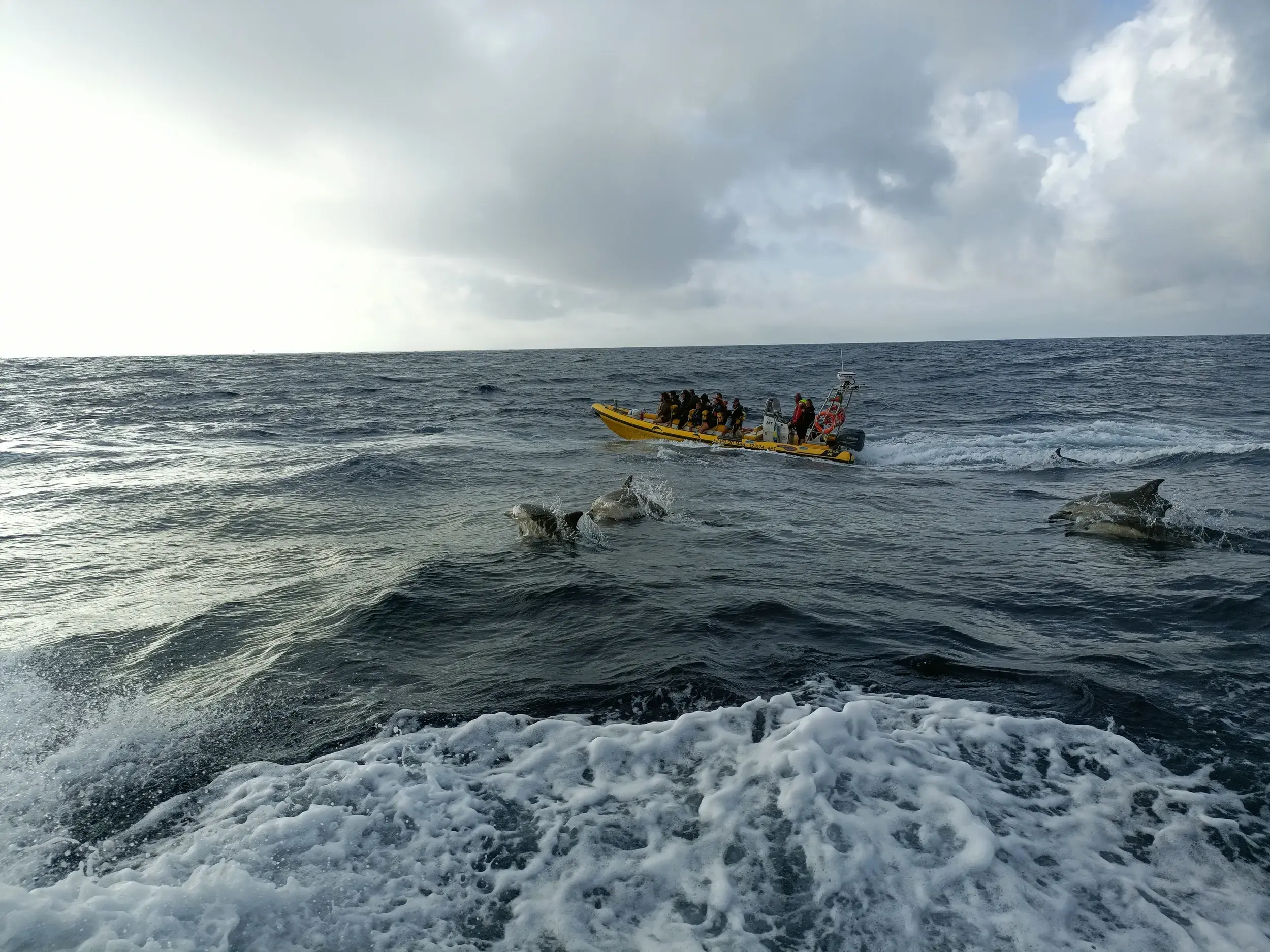 Eine Gruppe Delfine schwimmt neben einem gelben Zodiac-Boot mit einer Reisegruppe auf dem Atlantik vor der Azoren-Insel Corvo.