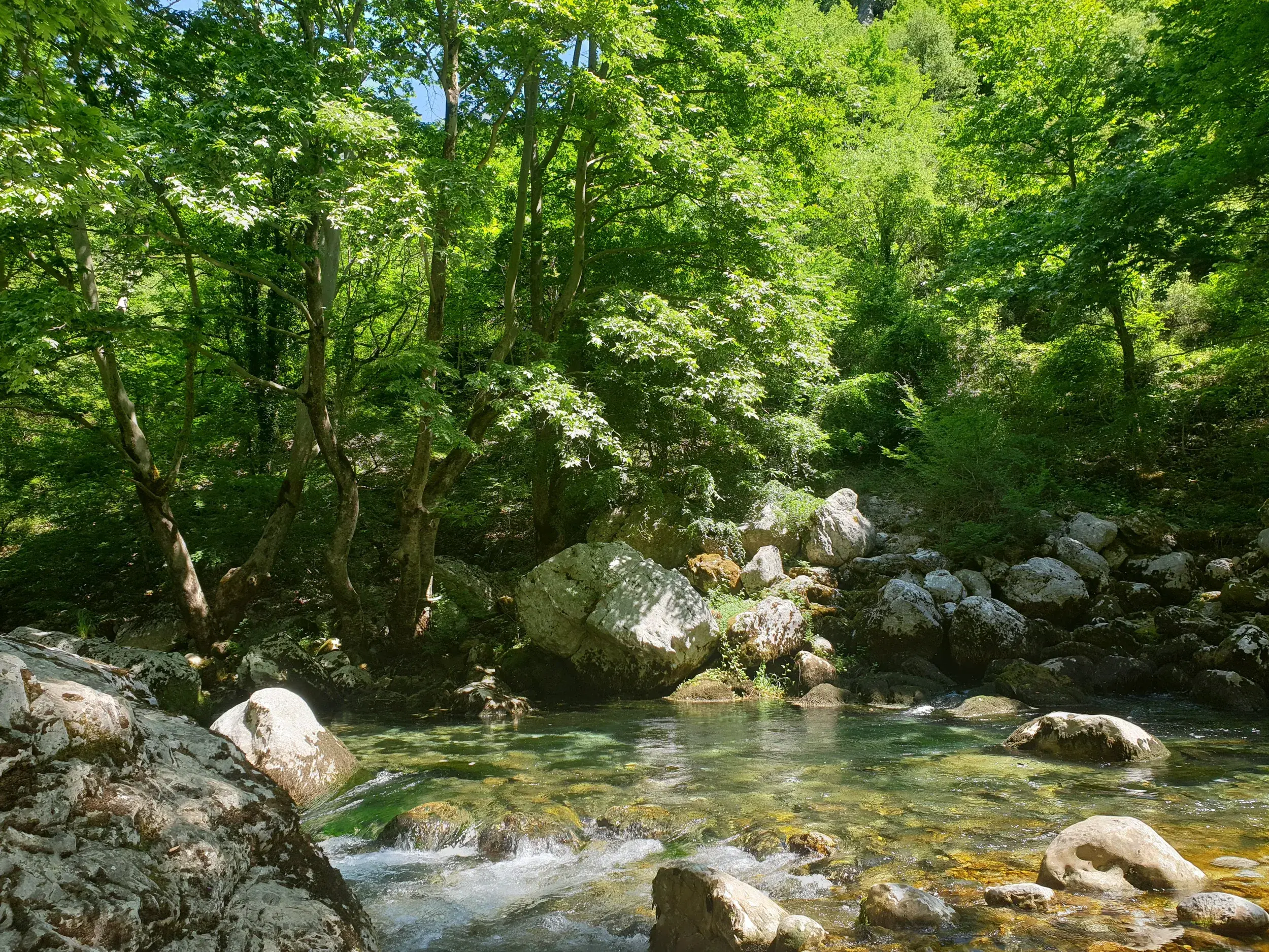 Türkises Wasser des klaren Voidomatis-Flusses fließt über Steine in einem dichten, sonnendurchfluteten Wald der Zagori-Region.