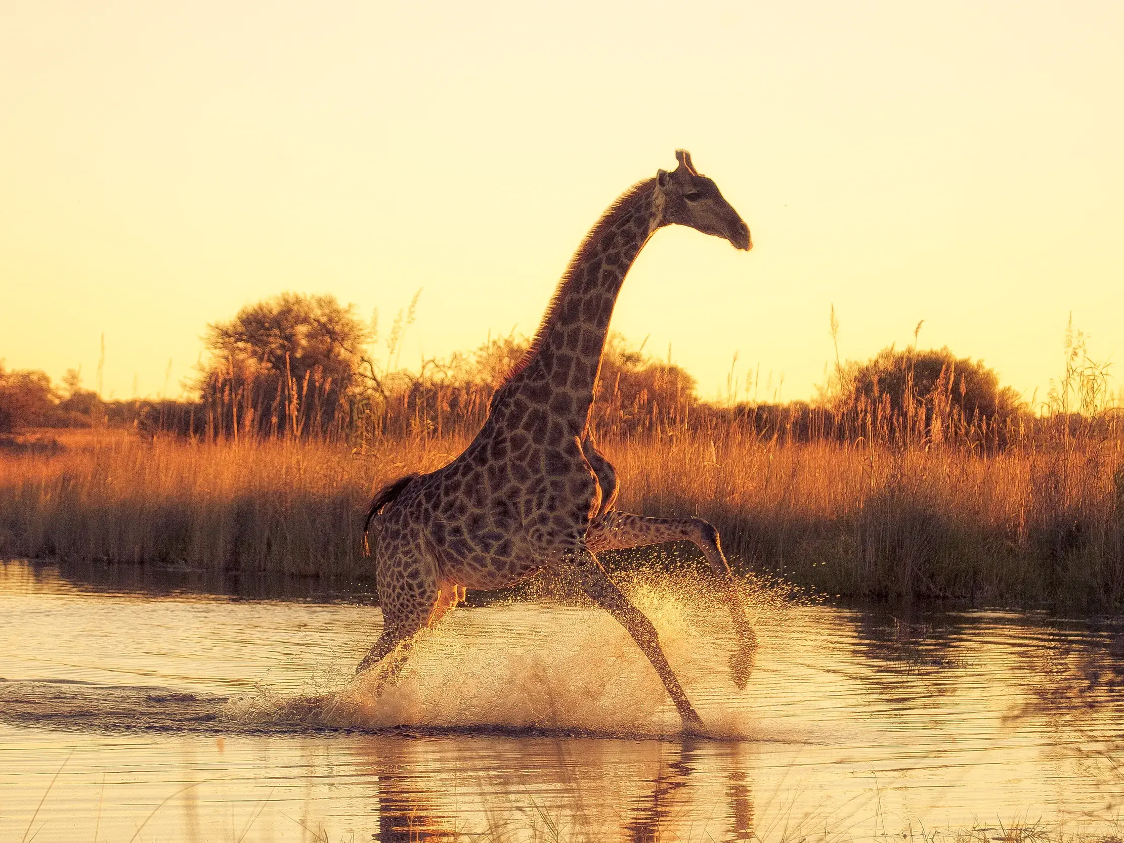 Eine Giraffe galoppiert im goldenen Licht des Sonnenuntergangs durch einen Fluss im Okavangodelta in Botswana.