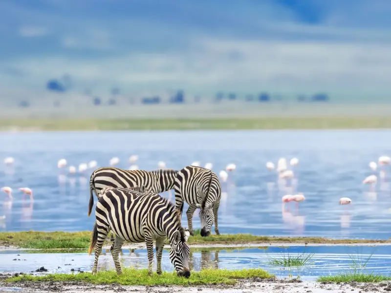 Drei Zebras grasen am grünen Ufer einer Wasserstelle im Ngorongoro-Krater, während im blauen Wasser rosa Flamingos stehen.