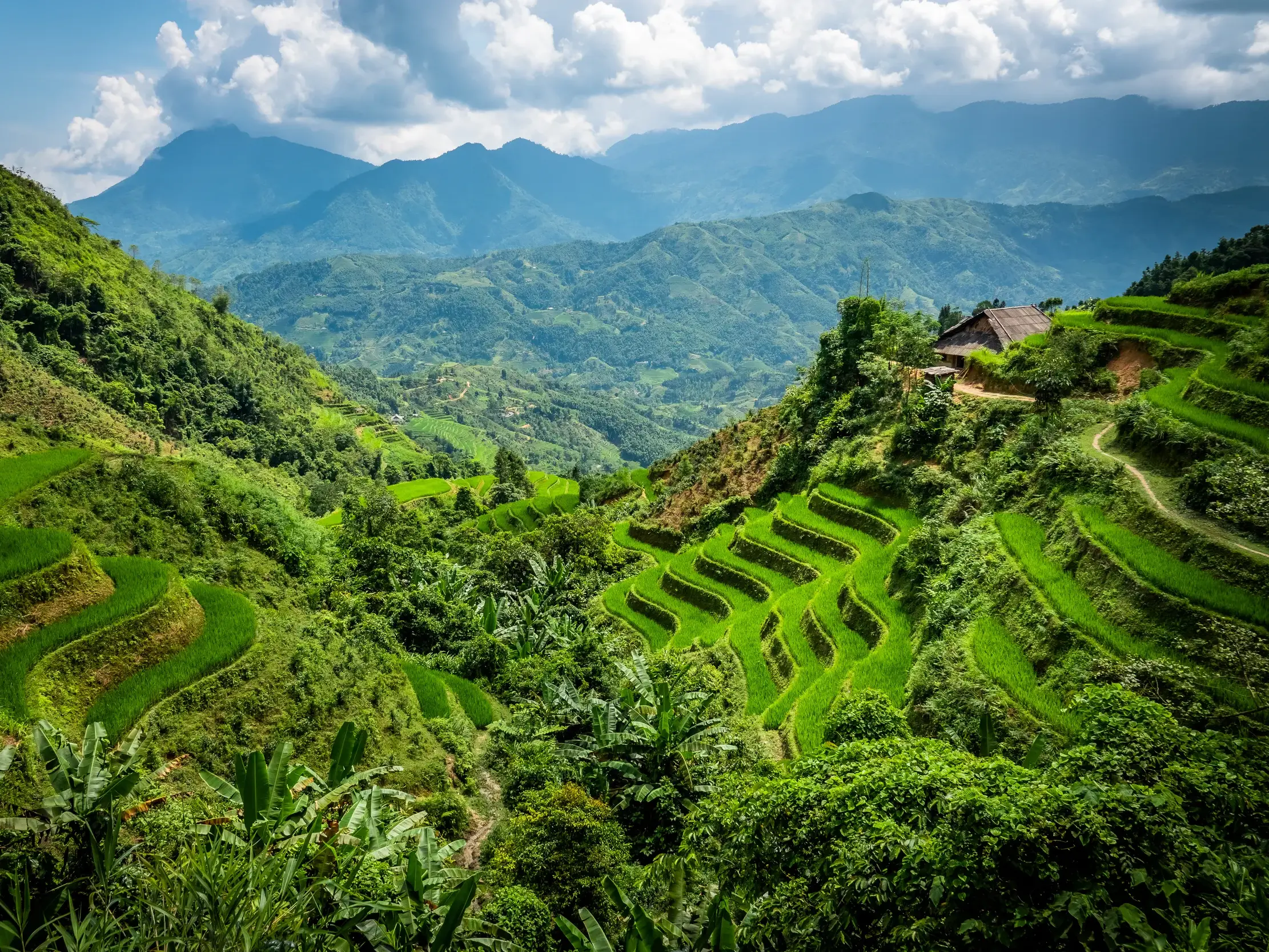 Weite Berglandschaft mit leuchtend grünen Reisterrassen und einer kleinen Hütte in der Trekking-Region Hoang Su Phi, Vietnam.