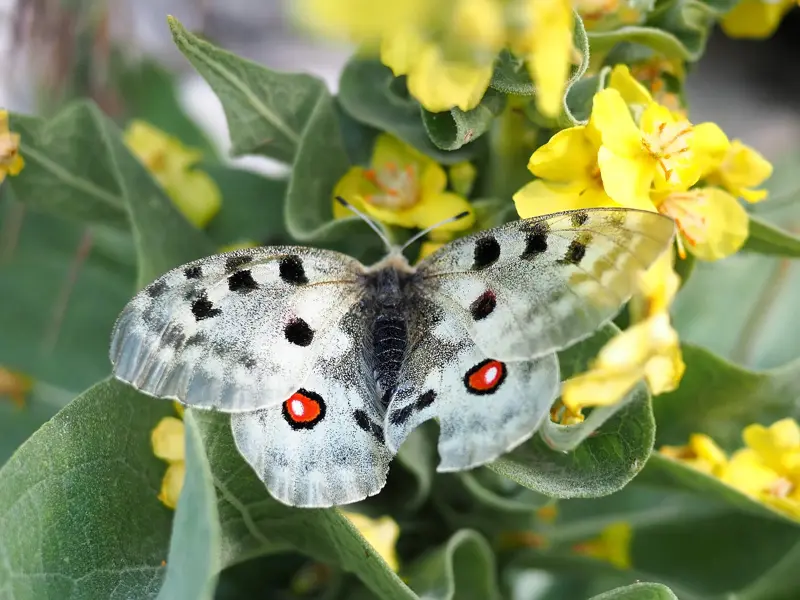 Nahaufnahme eines Apollofalters mit roten Augenflecken auf einer gelb blühenden Pflanze im Korab-Koritnik Naturpark.
