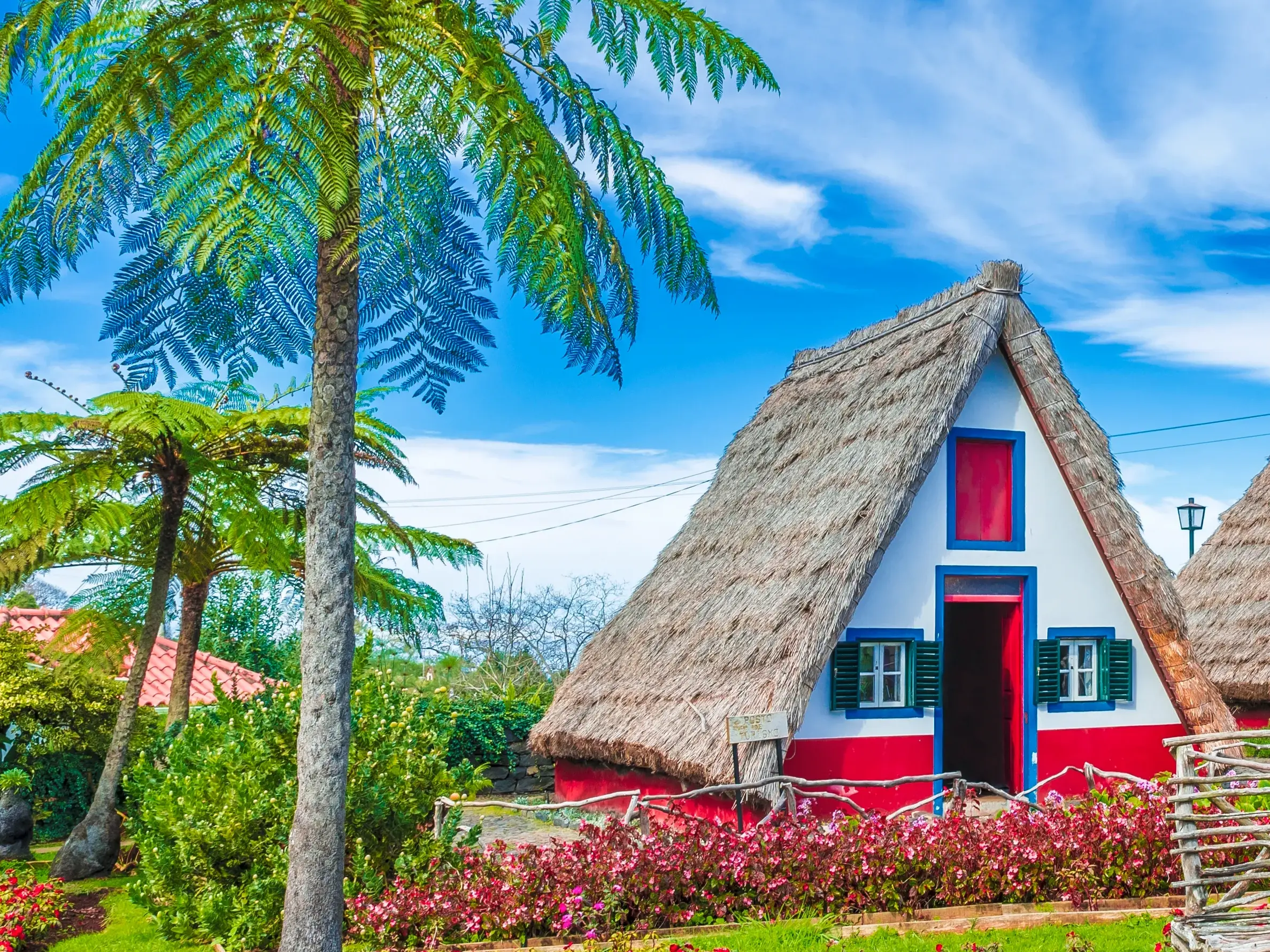 Traditionelles, farbenfrohes Bauernhaus mit Strohdach in Santana, umgeben von grünen Farnen unter blauem Himmel auf Madeira.