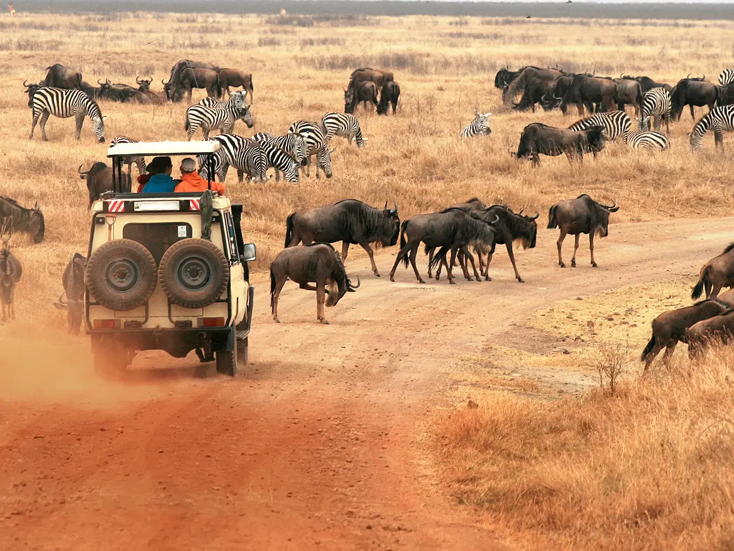 Safari-Jeep mit hochgestelltem Dach auf einer Pirschfahrt durch eine Herde von Gnus und Zebras in der Serengeti, Tansania.