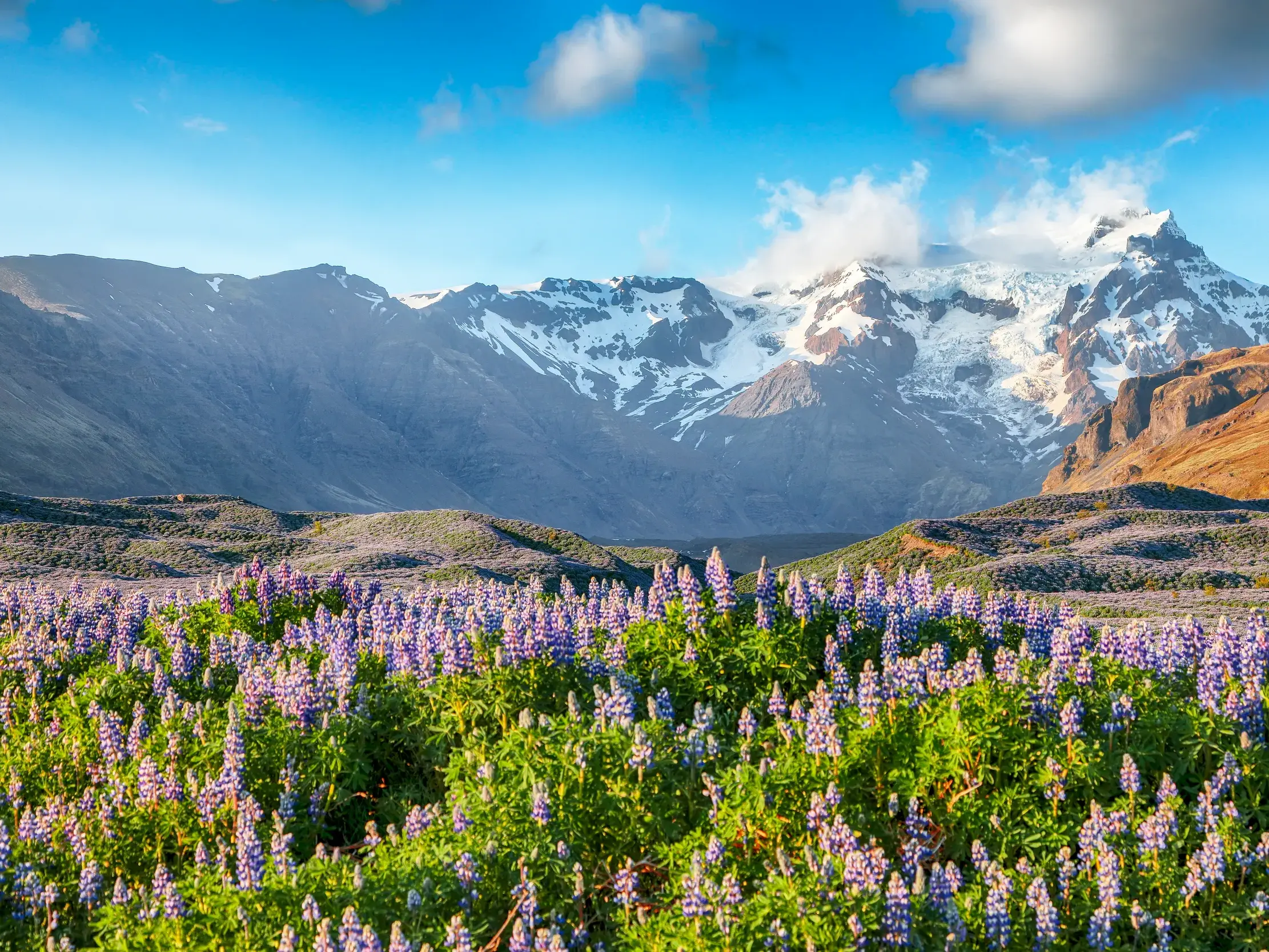 Üppig blühende Lupinen im isländischen Sommer vor dem majestätischen, schneebedeckten Vatnajökull Gletscher bei Sonnenschein.