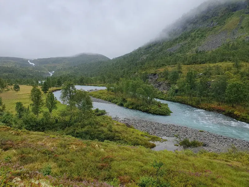 Ein türkiser Gebirgsfluss schlängelt sich durch das grüne, baumbewachsene Storåedalen im Jotunheimen Nationalpark.
