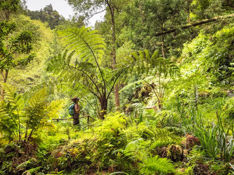 Eine Person mit Rucksack erkundet die subtropische Pflanzenvielfalt mit riesigen Farnen im Terra Nostra Park auf Sao Miguel.