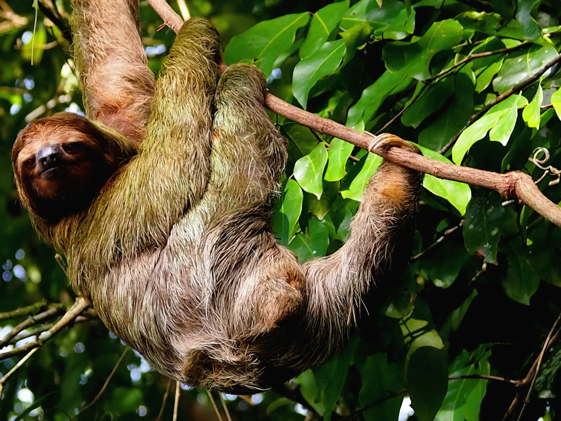 Ein entspanntes Faultier hängt an einem Ast im dichten Blätterdach des Regenwaldes im Cahuita-Nationalpark, Costa Rica.