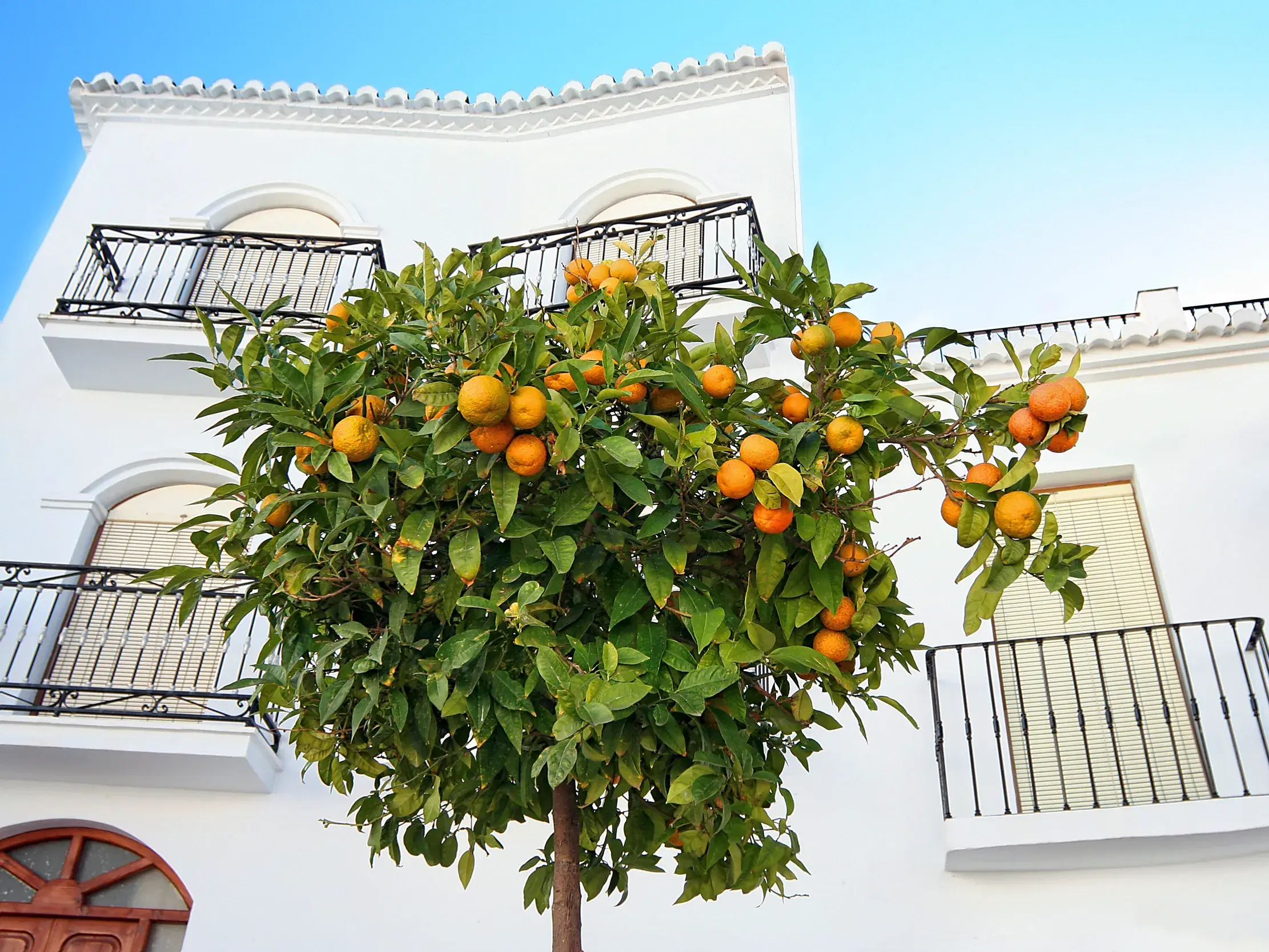 Ein Orangenbaum mit reifen Früchten vor der weißen Fassade eines traditionellen Hauses in einem der weißen Dörfer Andalusiens.
