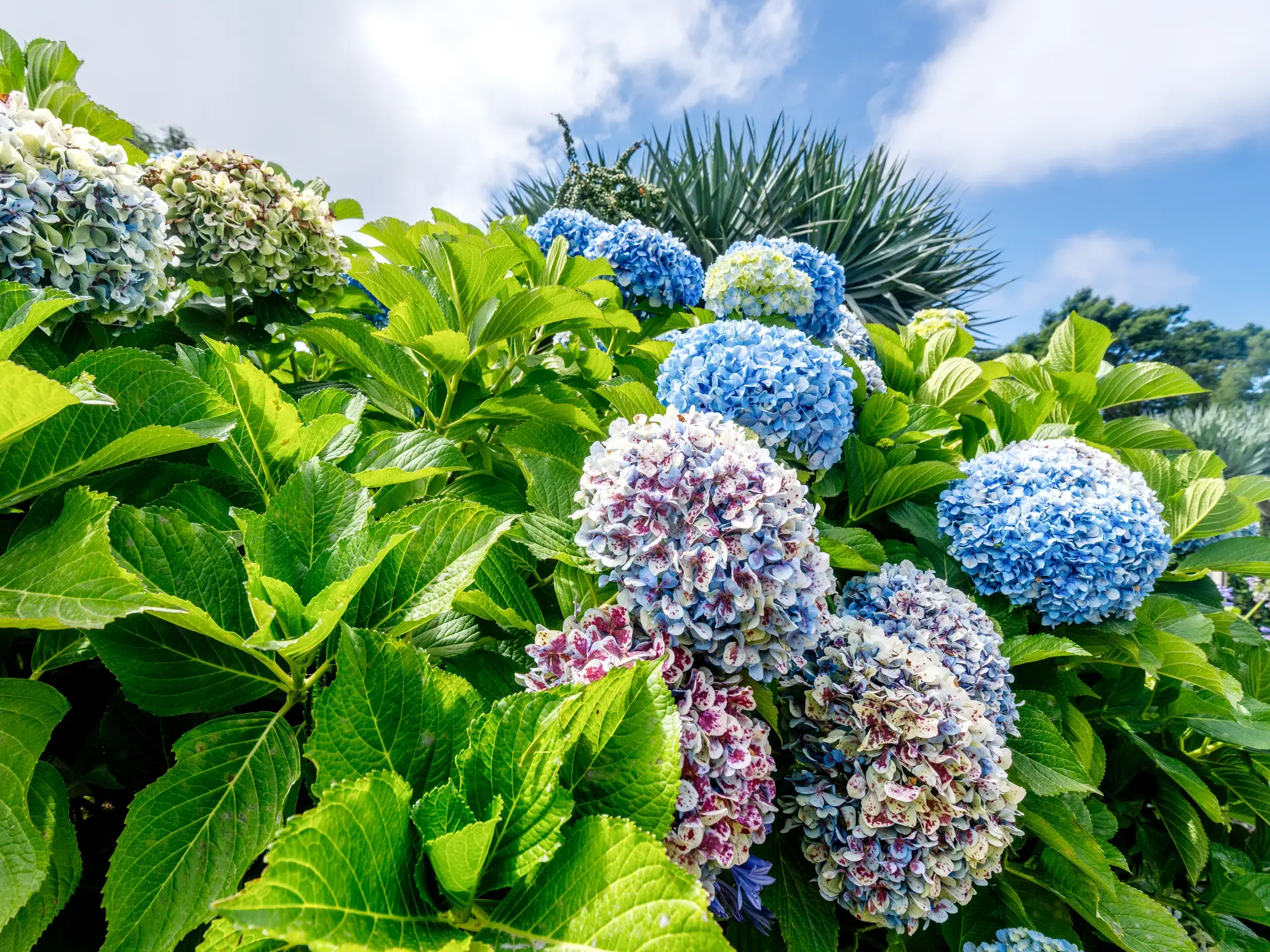 Üppig blühende, mehrfarbige Hortensienbüsche im botanischen Garten von Funchal auf Madeira unter blauem Himmel.