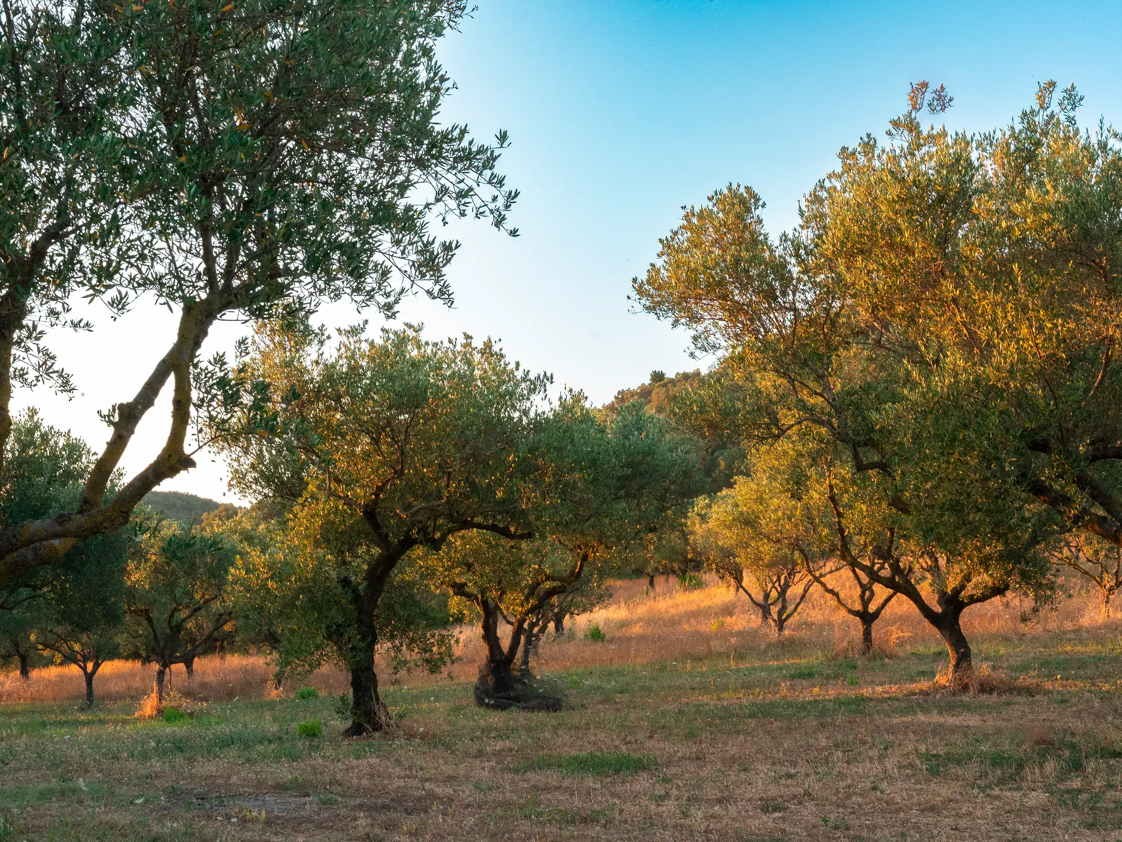 Knorrige Olivenbäume in einem weitläufigen Hain auf der griechischen Insel Korfu, beleuchtet vom warmen Licht der Abendsonne.