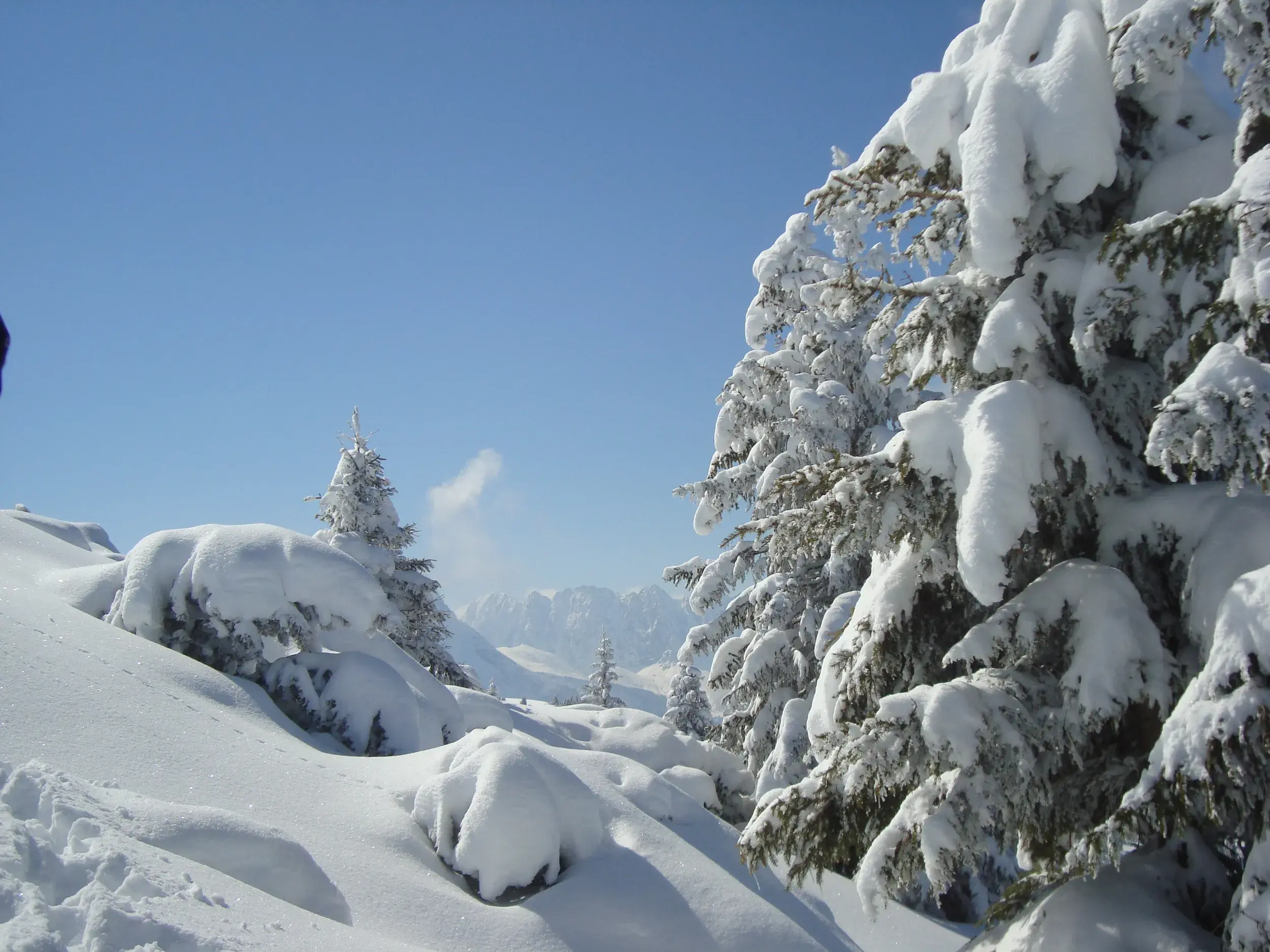 Dicke Schneedecke auf Tannen bei einer Schneeschuhwanderung im stillen Risstal mit Blick auf das winterliche Karwendel.