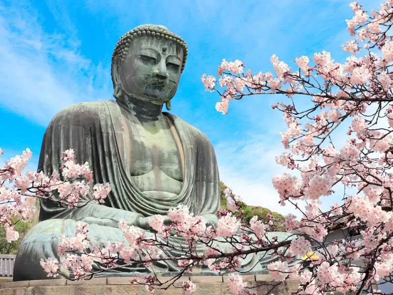 Die große Buddha-Statue von Kamakura, umrahmt von blühenden rosa Kirschblütenzweigen unter einem strahlend blauen Himmel.