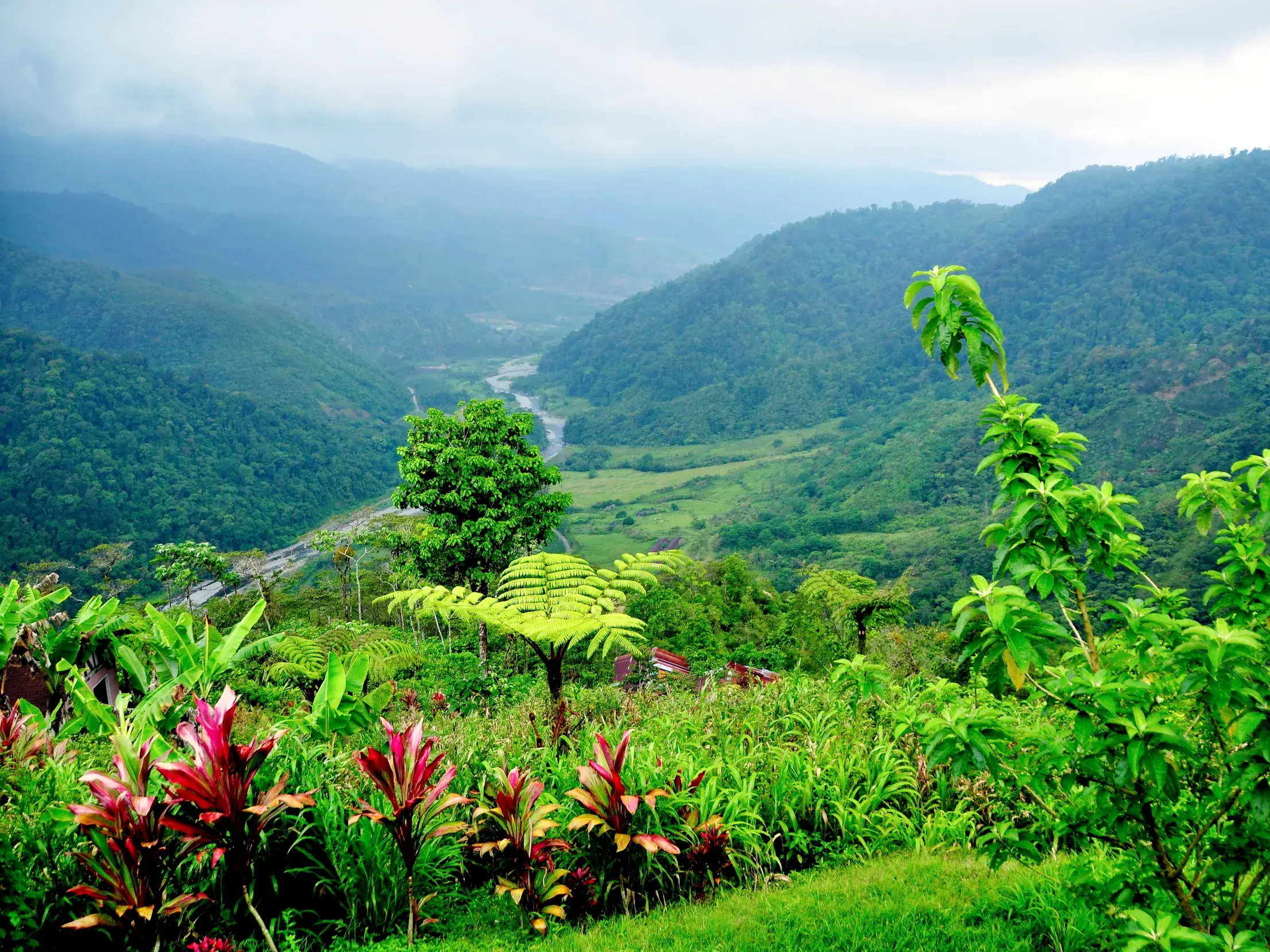 Üppige, rote und grüne Pflanzen im Nebelwald mit Panoramablick auf ein Flusstal nahe des Vulkans Poás in Costa Rica.