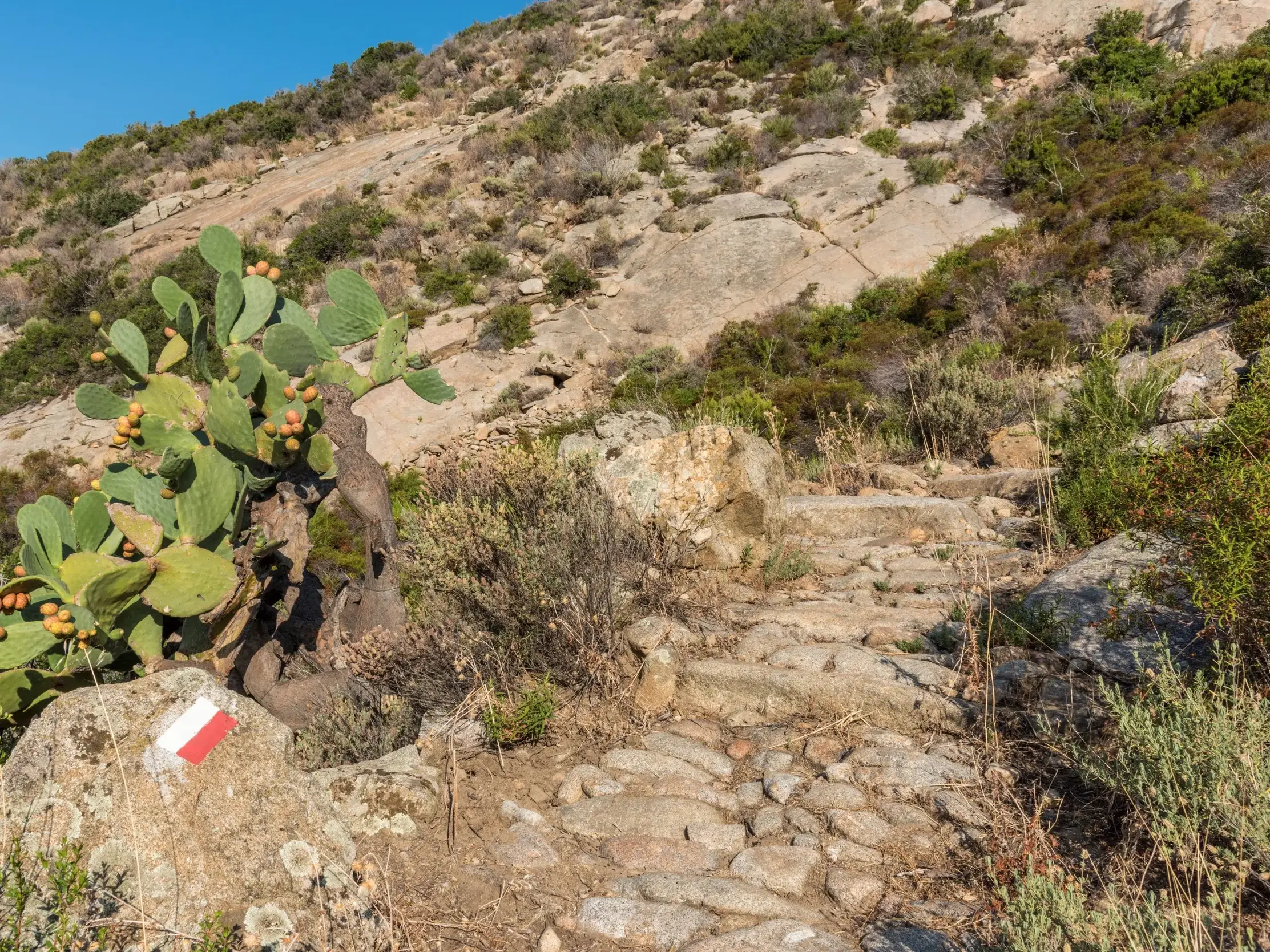 Rot-weiße Wegmarkierung am GTE auf Elba. Ein steiniger Trekkingpfad führt an einem Feigenkaktus vorbei einen kargen Hang hinauf.