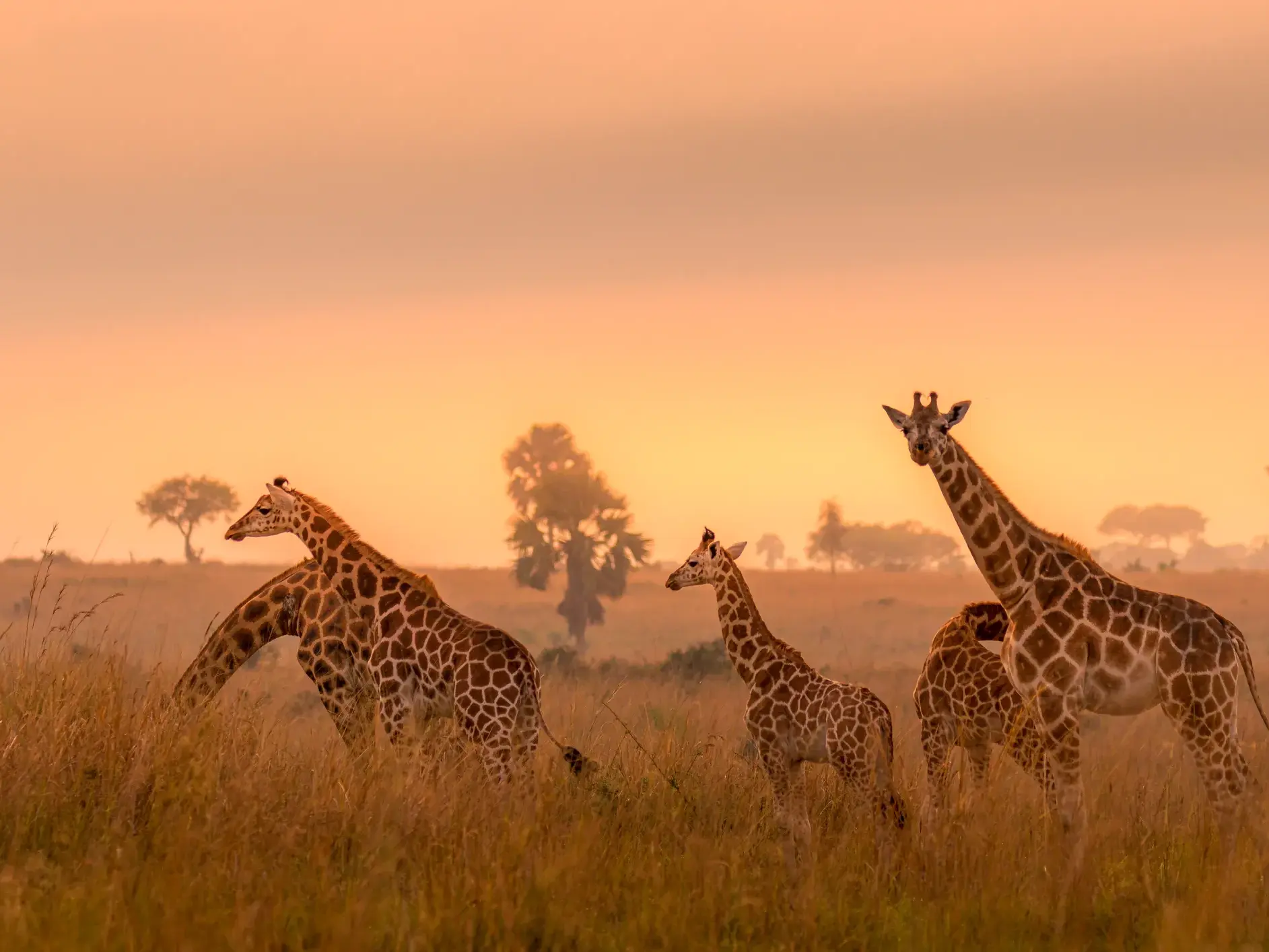 Eine Giraffenherde durchquert das hohe, goldene Gras der Savanne im Krüger-Nationalpark bei Sonnenuntergang in Südafrika.