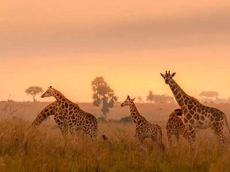 Eine Giraffenherde durchquert das hohe, goldene Gras der Savanne im Krüger-Nationalpark bei Sonnenuntergang in Südafrika.