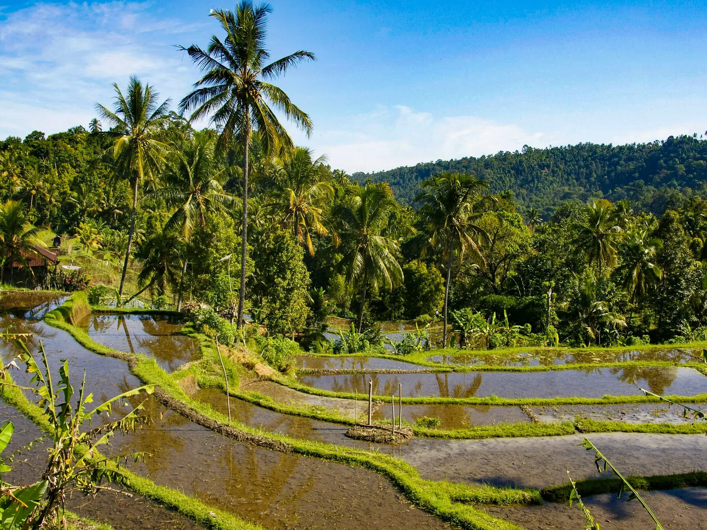 Wanderung durch die leuchtend grünen, terrassierten Reisfelder von Ubud, umgeben von tropischem Regenwald und Palmen.