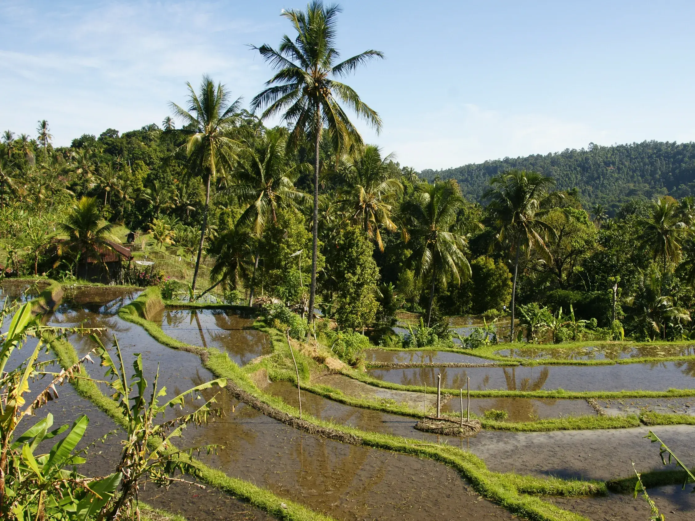 Üppig grüne, mit Wasser gefüllte Reisterrassen bei Ubud auf Bali, umgeben von hohen Palmen und dichtem Regenwald.