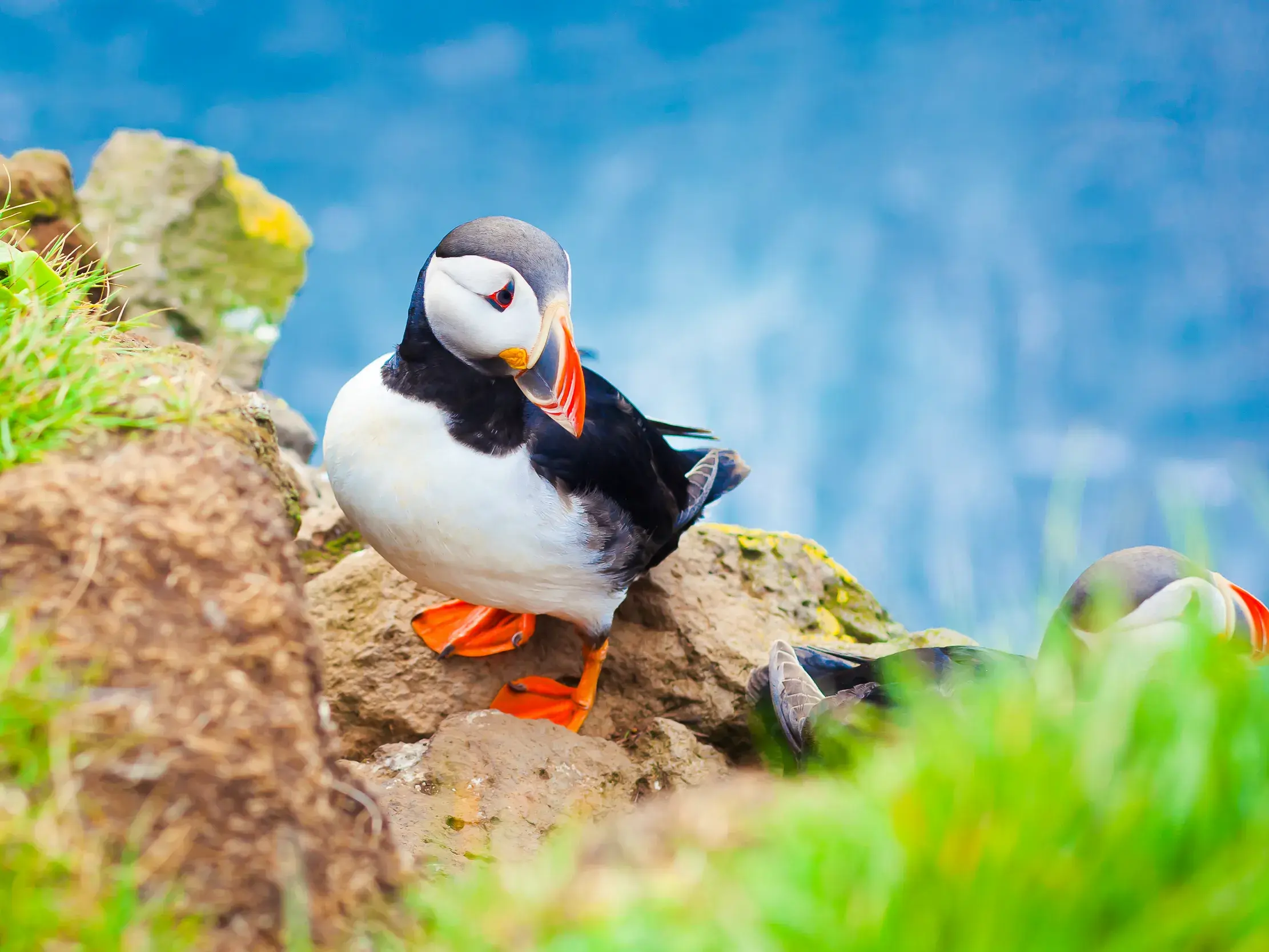 Ein Papageitaucher mit seinem farbenprächtigen Schnabel auf einer Klippe während der Vogelsafari am Nordkap in Norwegen.
