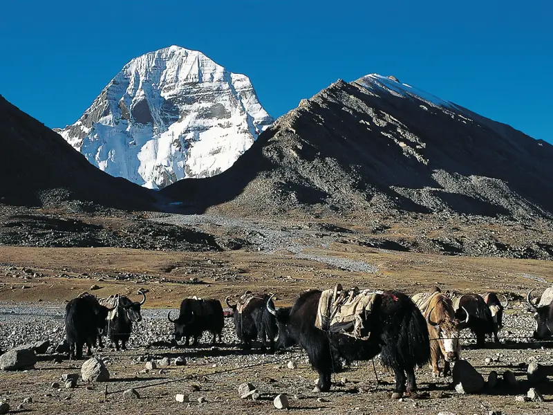 Eine Herde beladener Yaks rastet auf einem Trekkingpfad vor der beeindruckenden Kulisse des heiligen Berges Kailash in Tibet.