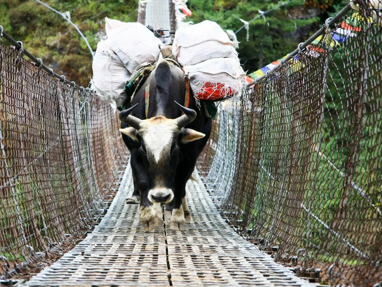 Ein Yak, beladen mit Proviant für eine Trekkingtour, überquert eine schmale Hängebrücke mit Gebetsfahnen in Nepal.