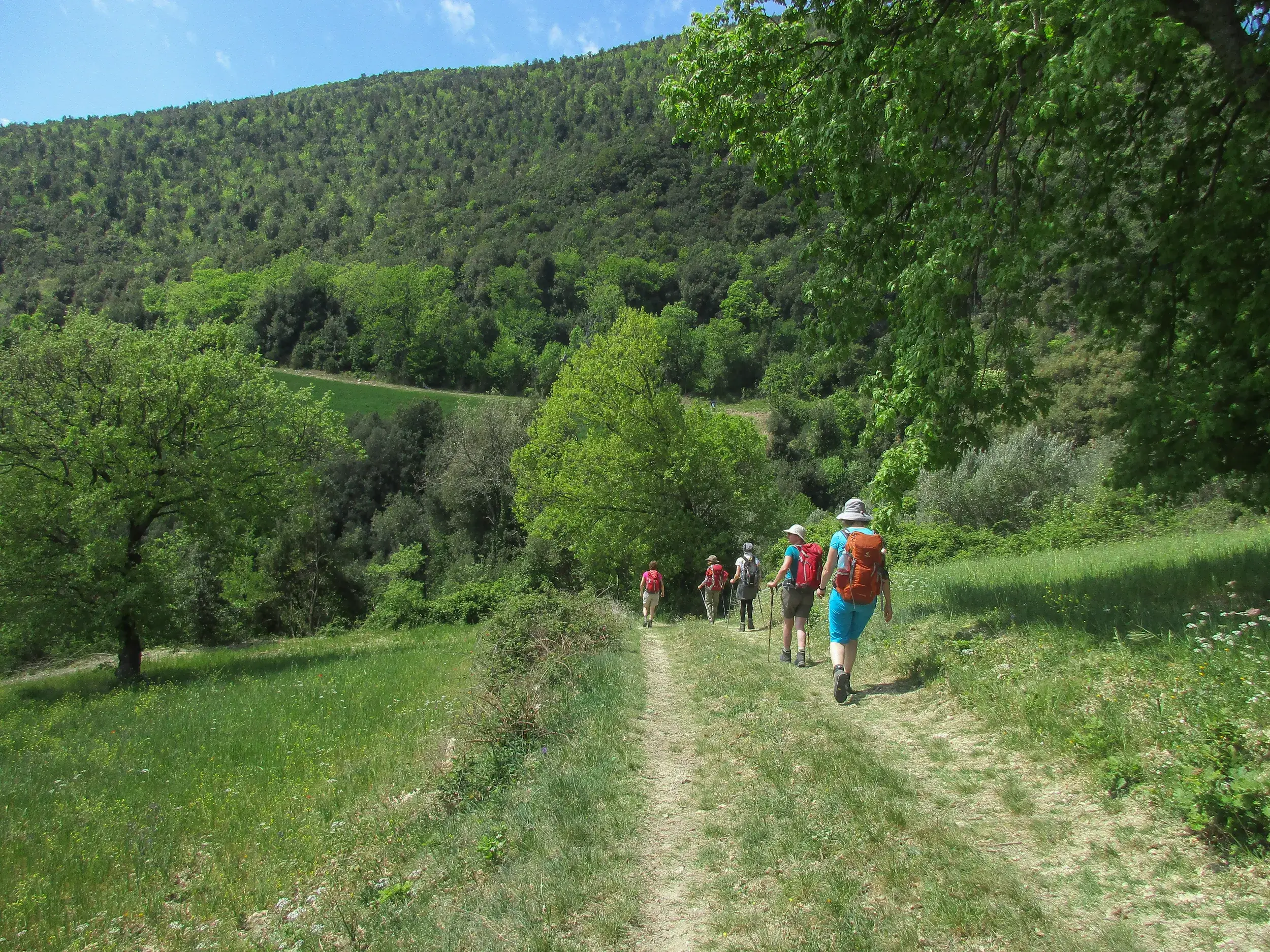 Eine Hauser Reisegruppe wandert auf einem Feldweg durch die sonnige und grüne Hügellandschaft Umbriens.