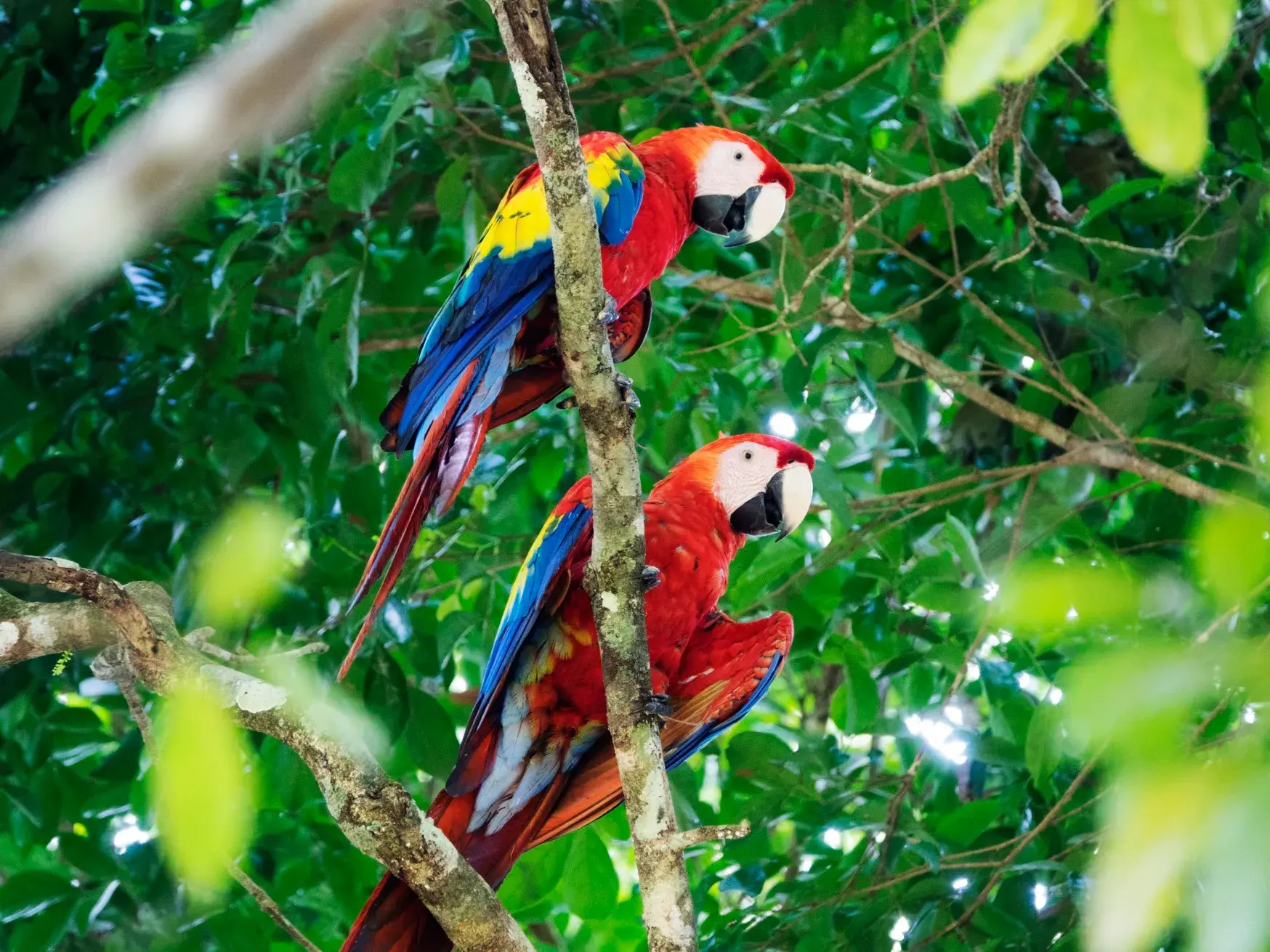 Zwei leuchtend bunte Hellrote Aras sitzen auf einem Ast inmitten des dichten, grünen Regenwaldes in Chiapas, Mexiko.