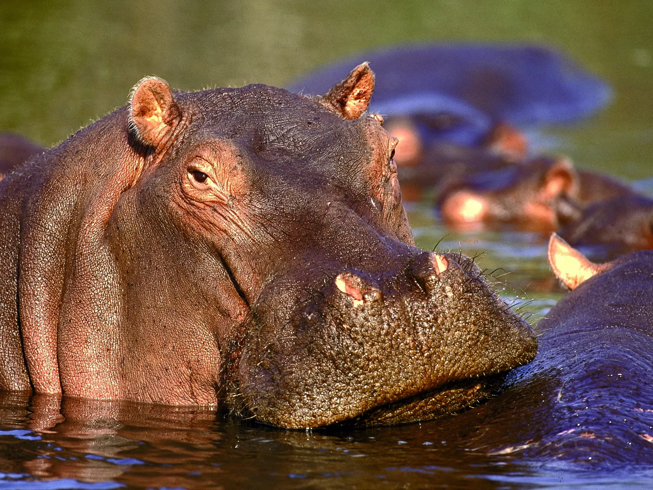 Ein großes Flusspferd blickt aufmerksam aus dem Wasser, umgeben von seiner Herde im iSimangaliso Wetland Park in Südafrika.