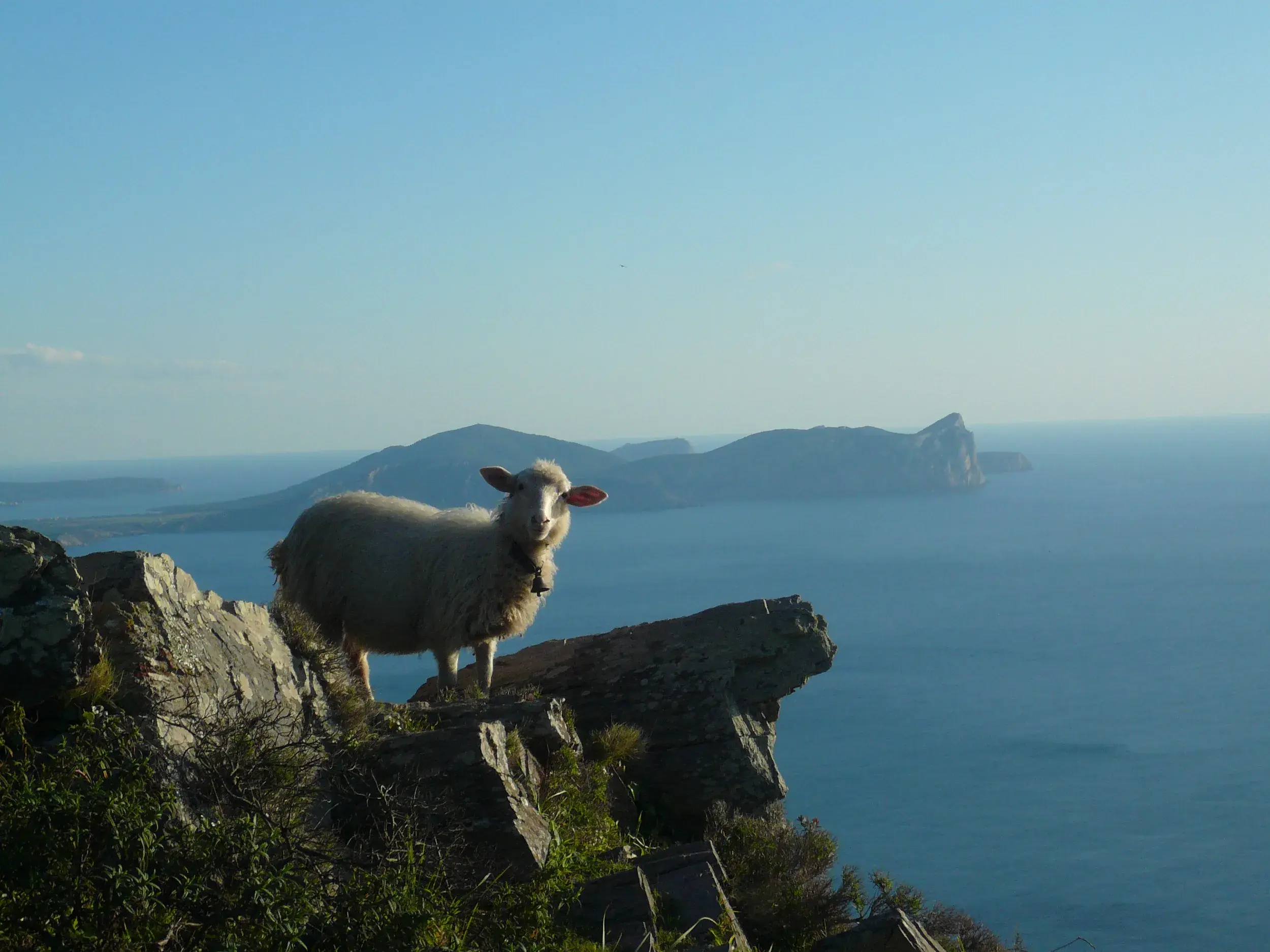 Ein sardisches Schaf auf einer felsigen Steilküste mit Panoramablick über das tiefblaue Mittelmeer und die Küste Sardiniens.