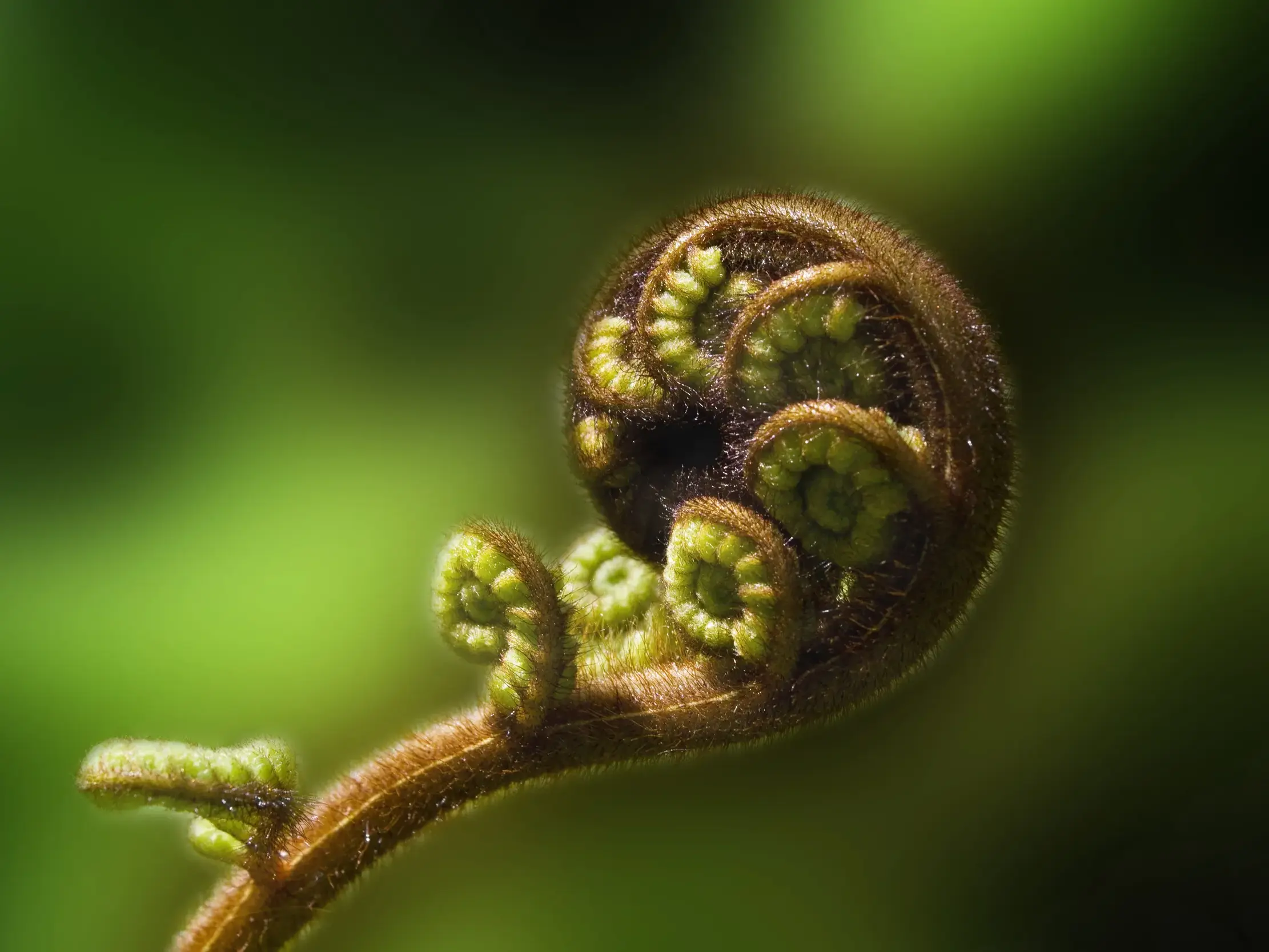 Nahaufnahme eines Koru, dem Symbol der Maori. Der junge Farnwedel entrollt sich im dichten Regenwald Neuseelands.